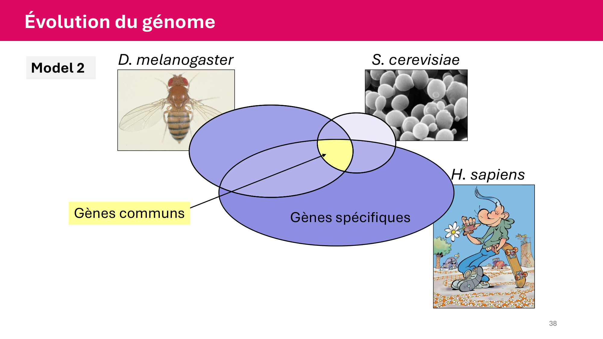 Cours 4 — Génome et chromatine page 38