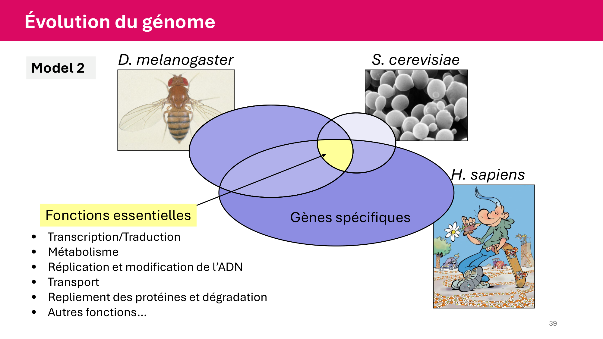 Cours 4 — Génome et chromatine page 39
