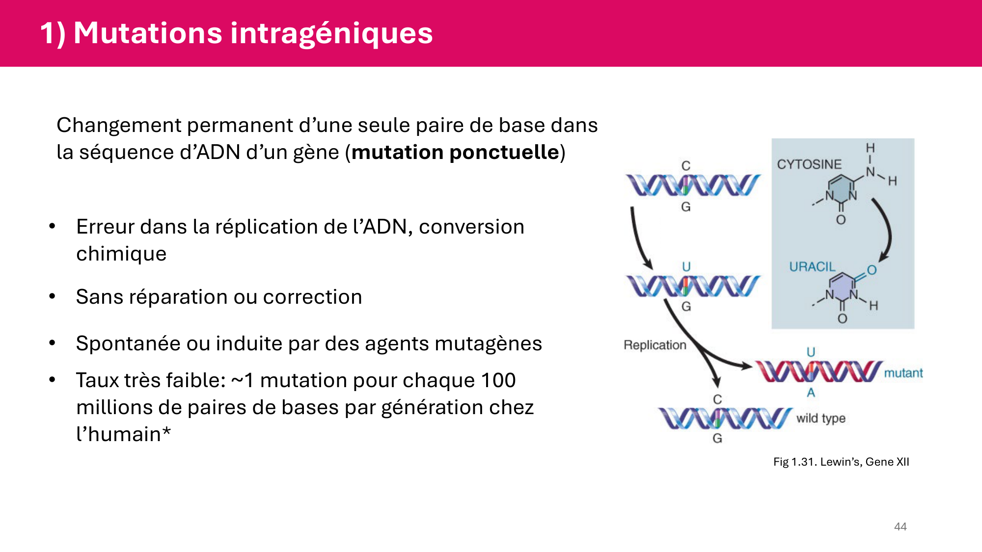 Cours 4 — Génome et chromatine page 44
