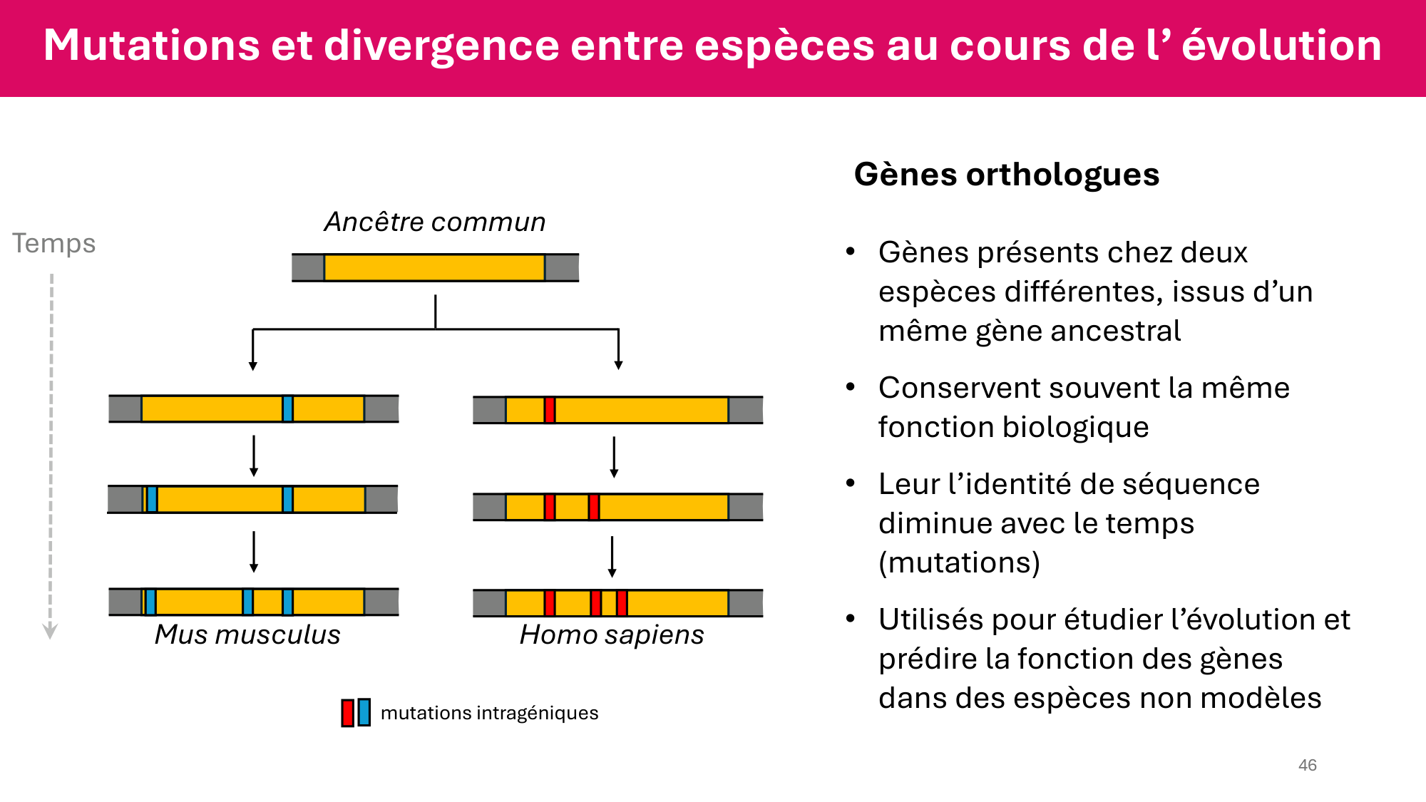 Cours 4 — Génome et chromatine page 46
