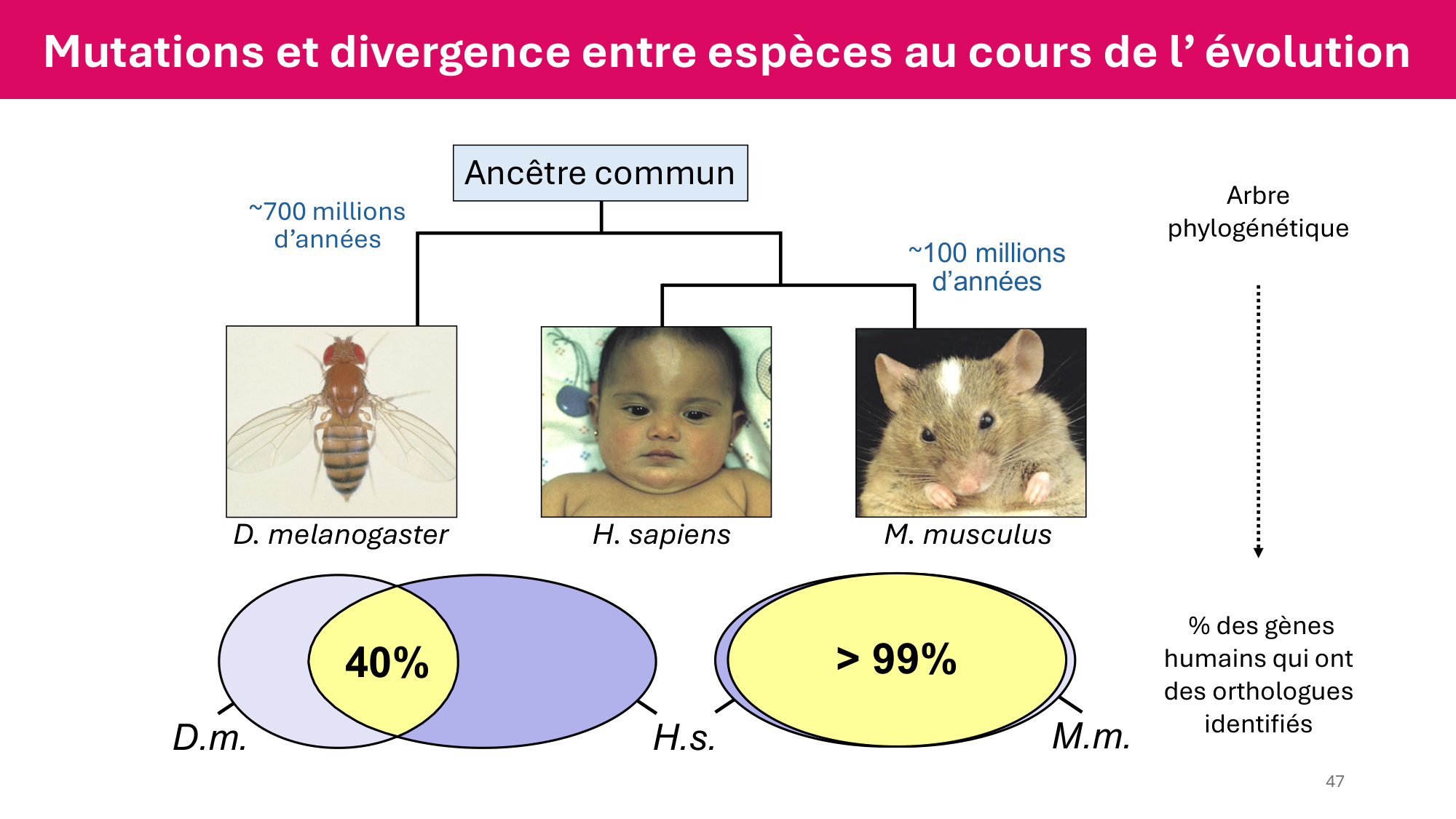 Cours 4 — Génome et chromatine page 47