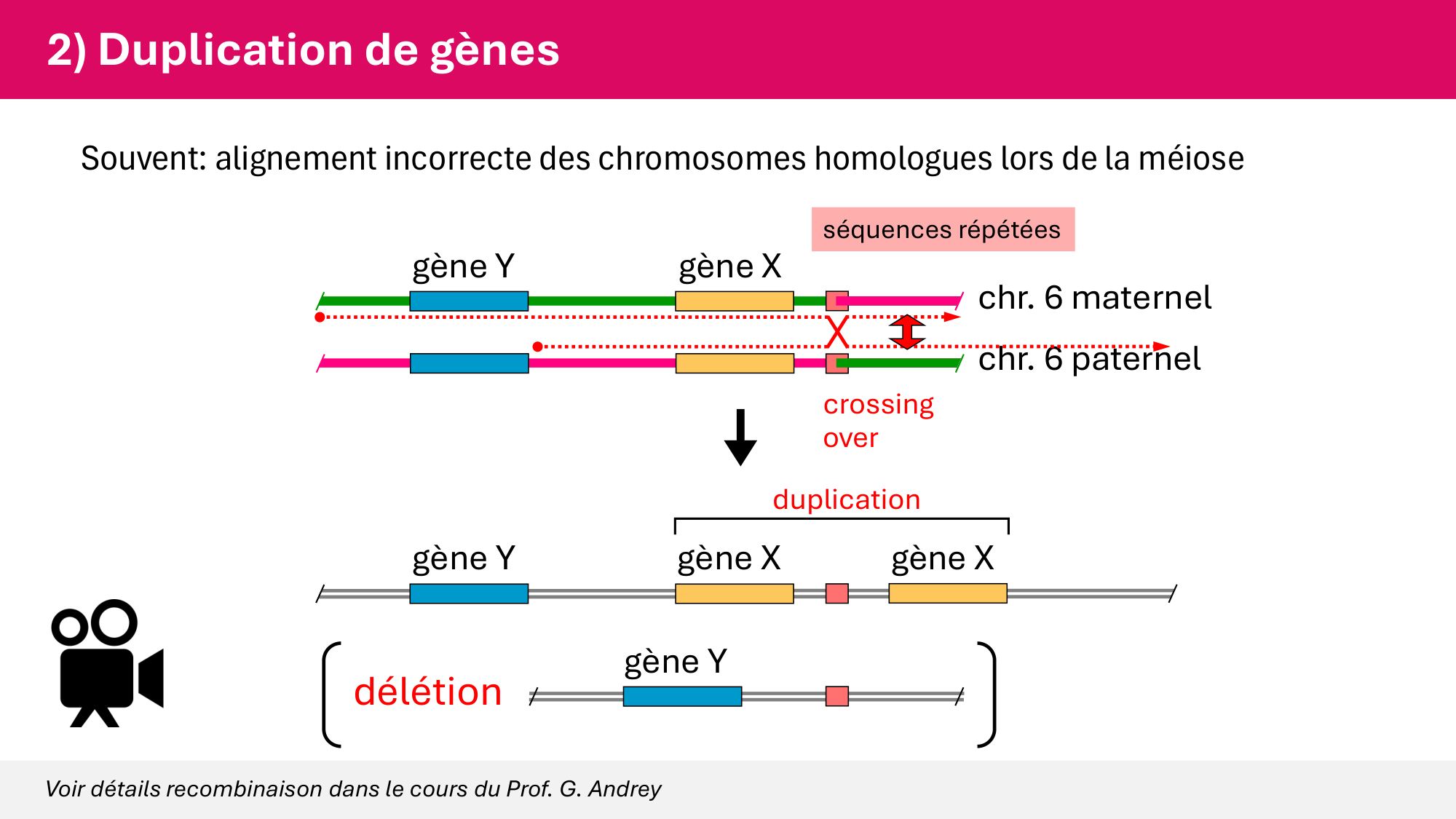 Cours 4 — Génome et chromatine page 49