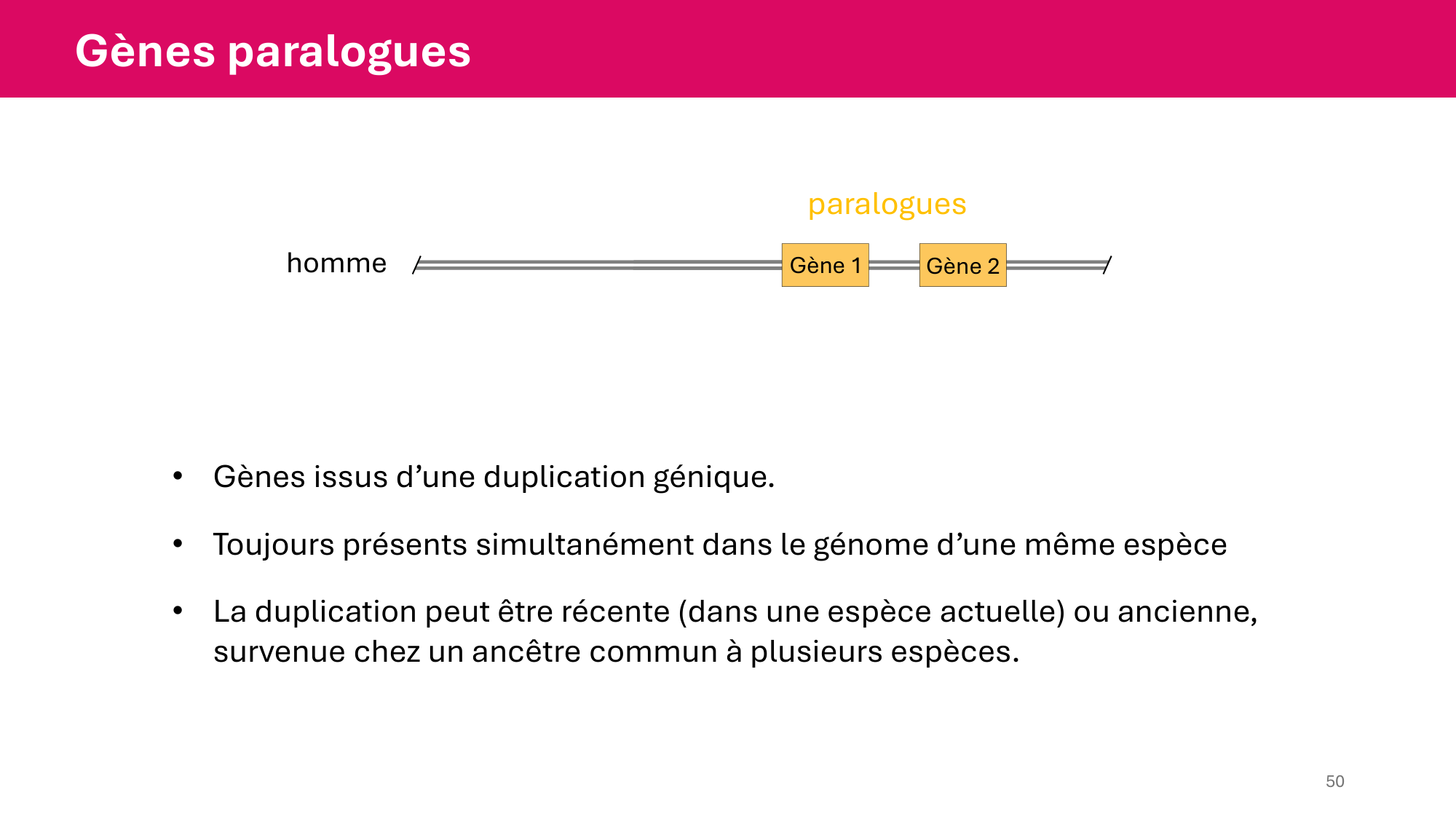 Cours 4 — Génome et chromatine page 50