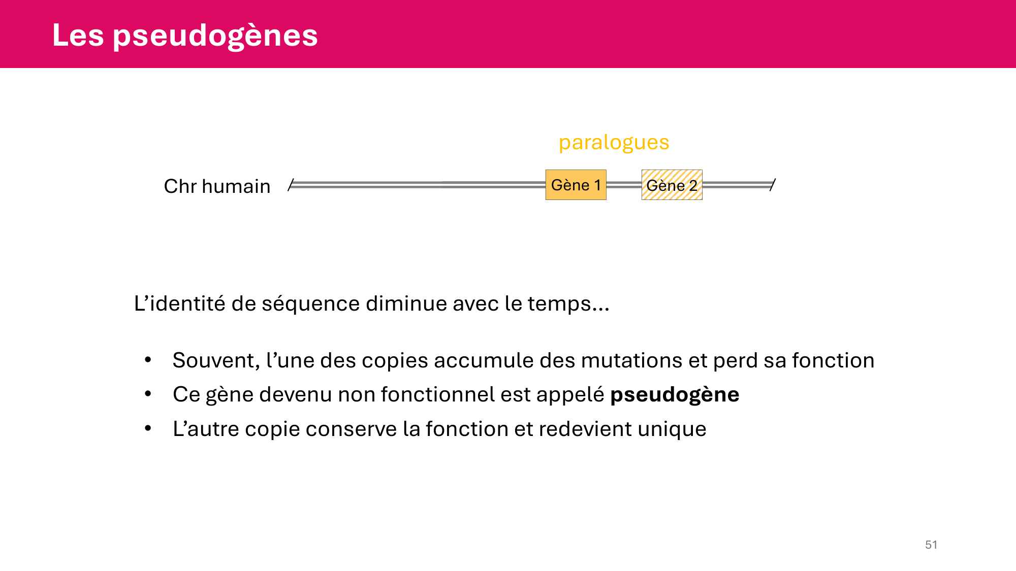 Cours 4 — Génome et chromatine page 51