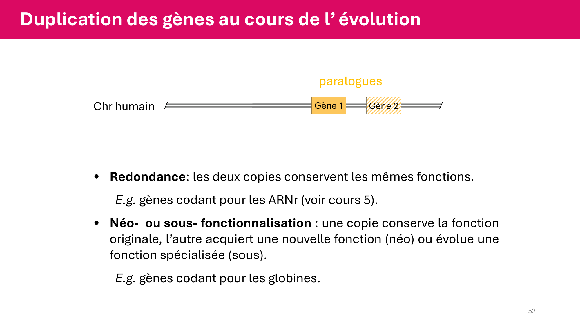 Cours 4 — Génome et chromatine page 52