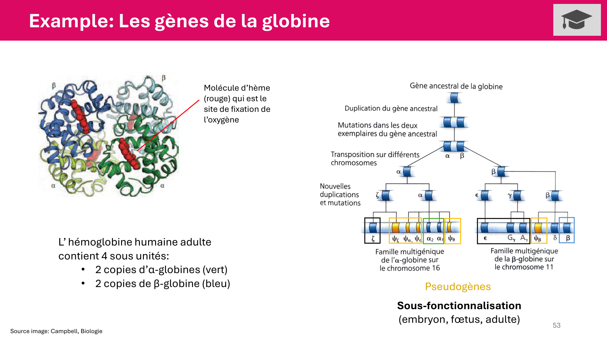 Cours 4 — Génome et chromatine page 53
