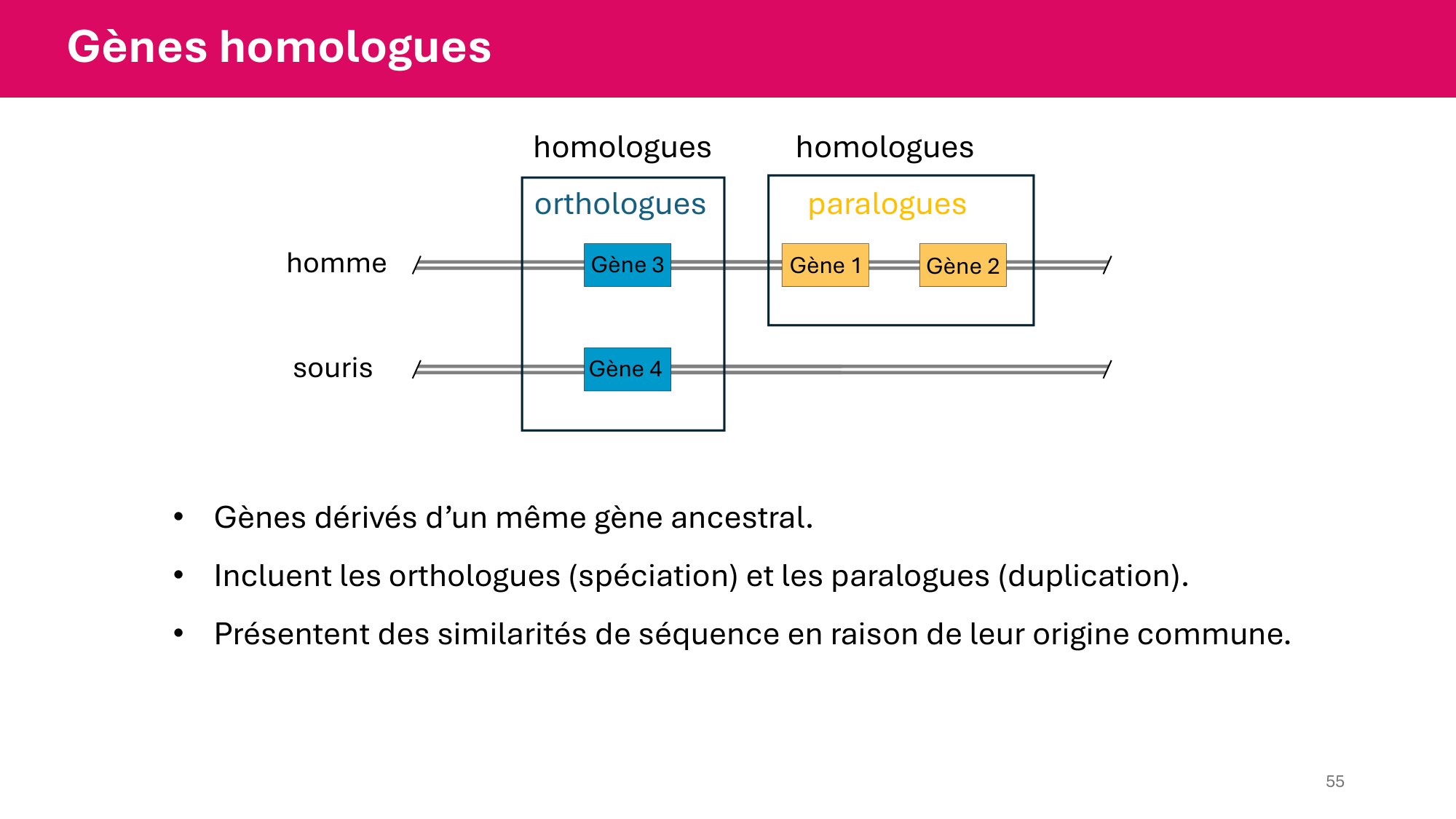 Cours 4 — Génome et chromatine page 55