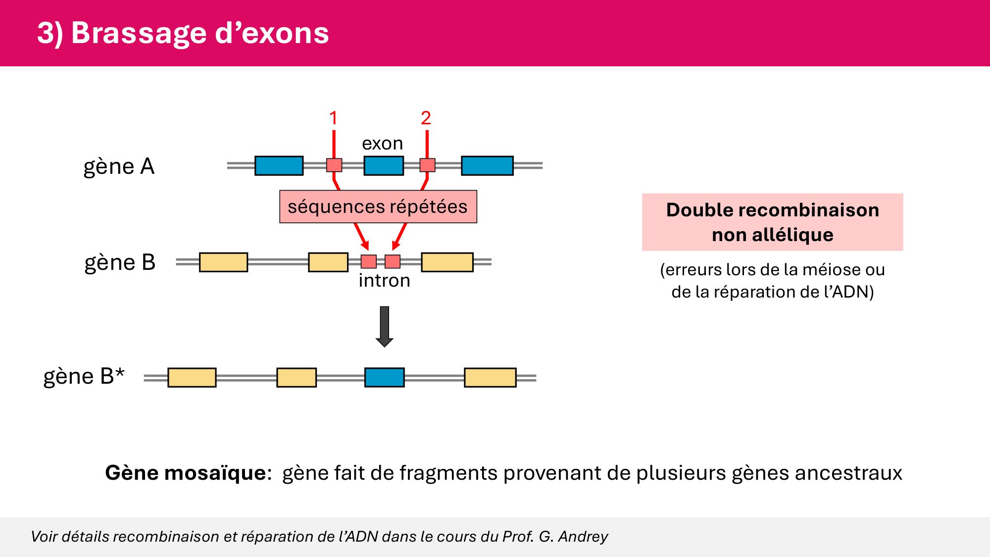 Cours 4 — Génome et chromatine page 57