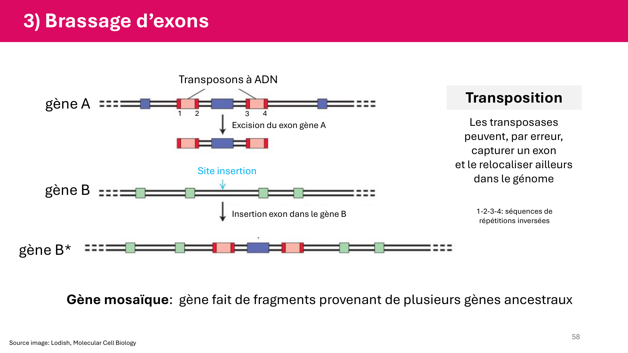 Cours 4 — Génome et chromatine page 58