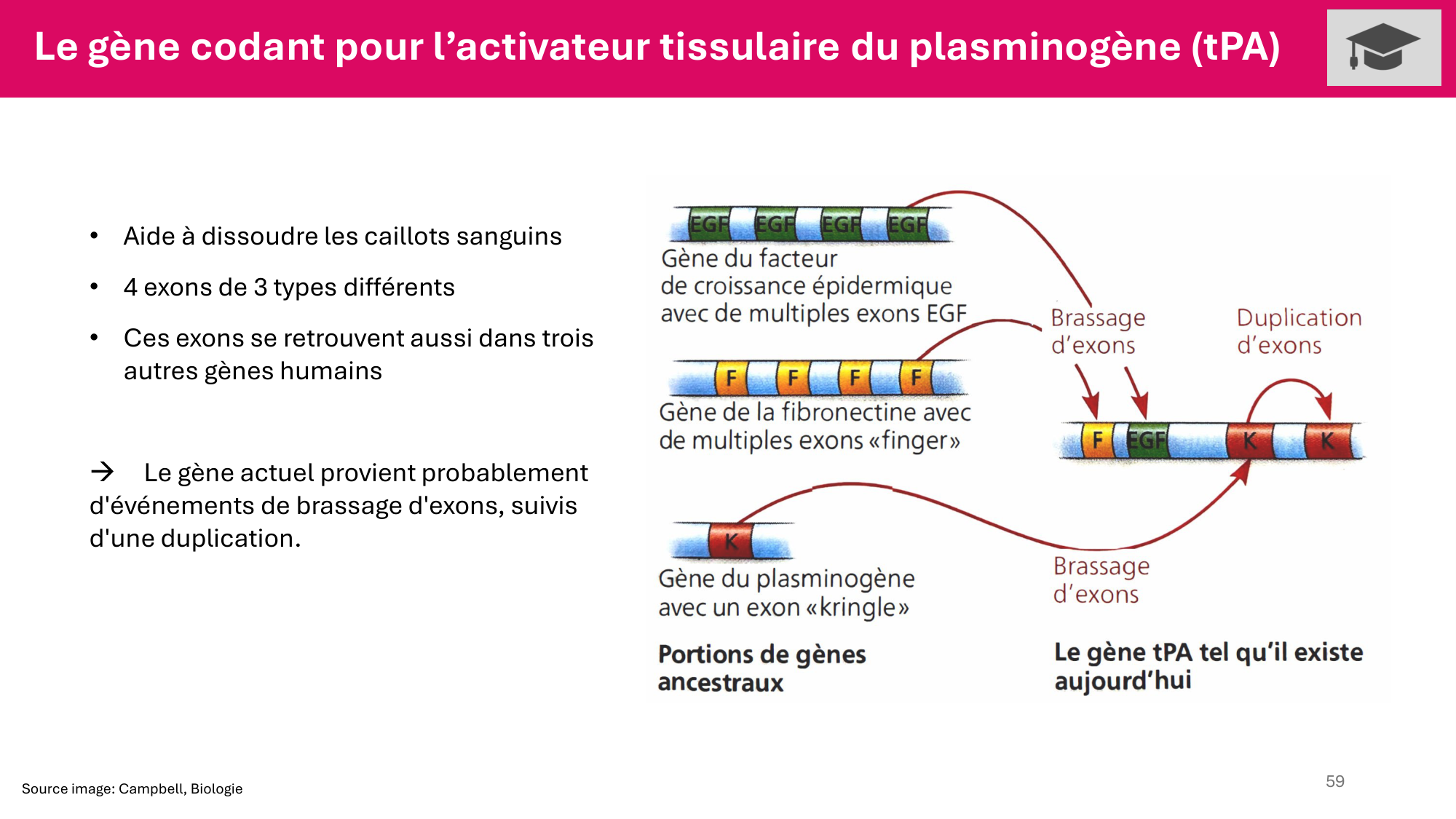 Cours 4 — Génome et chromatine page 59