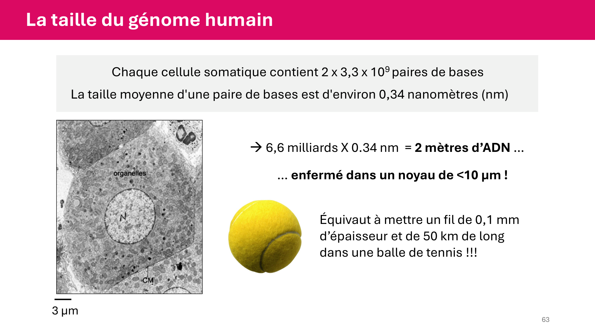 Cours 4 — Génome et chromatine page 63