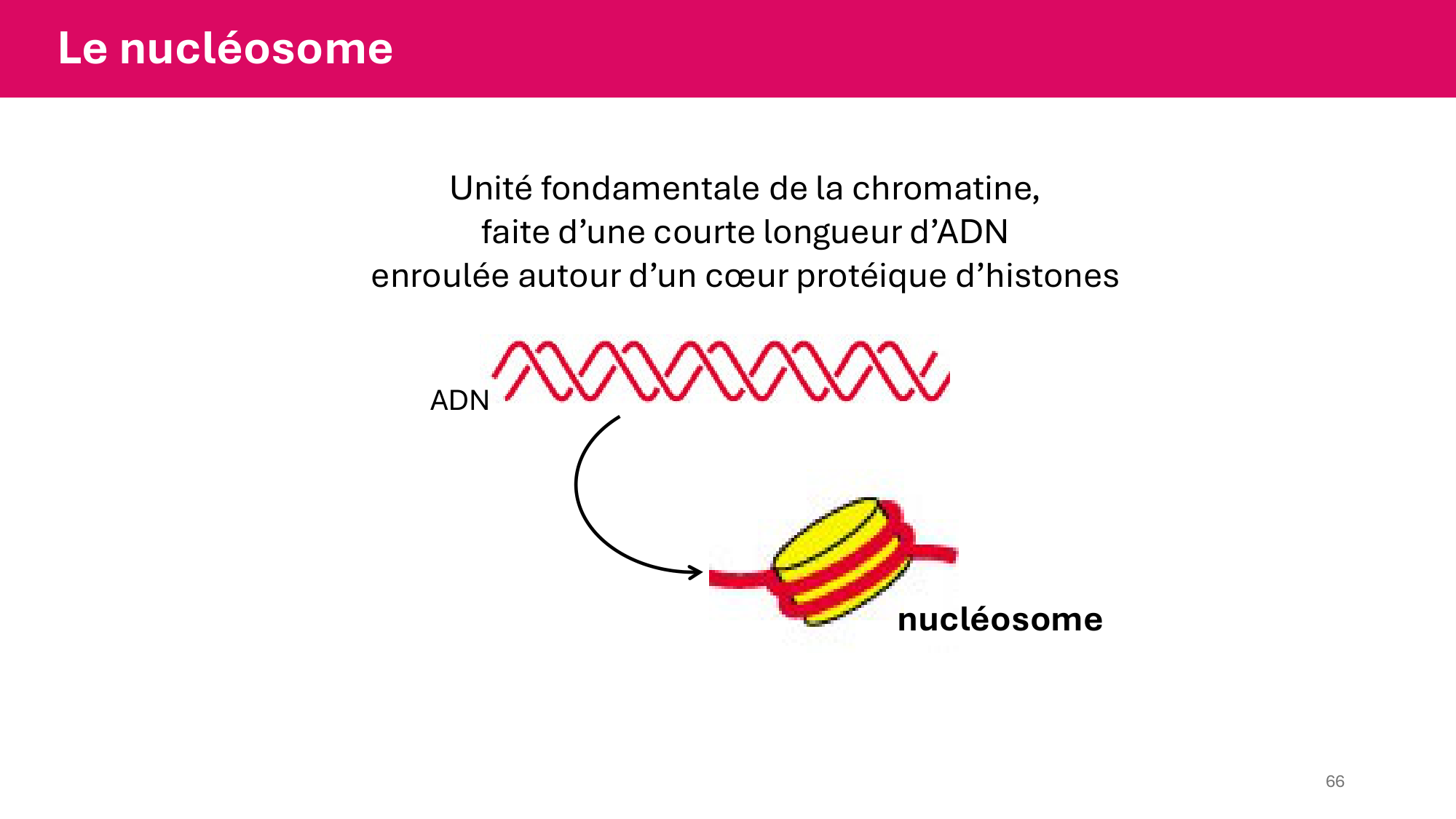 Cours 4 — Génome et chromatine page 66
