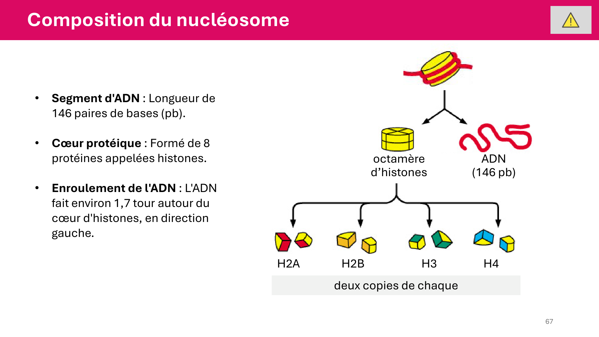Cours 4 — Génome et chromatine page 67