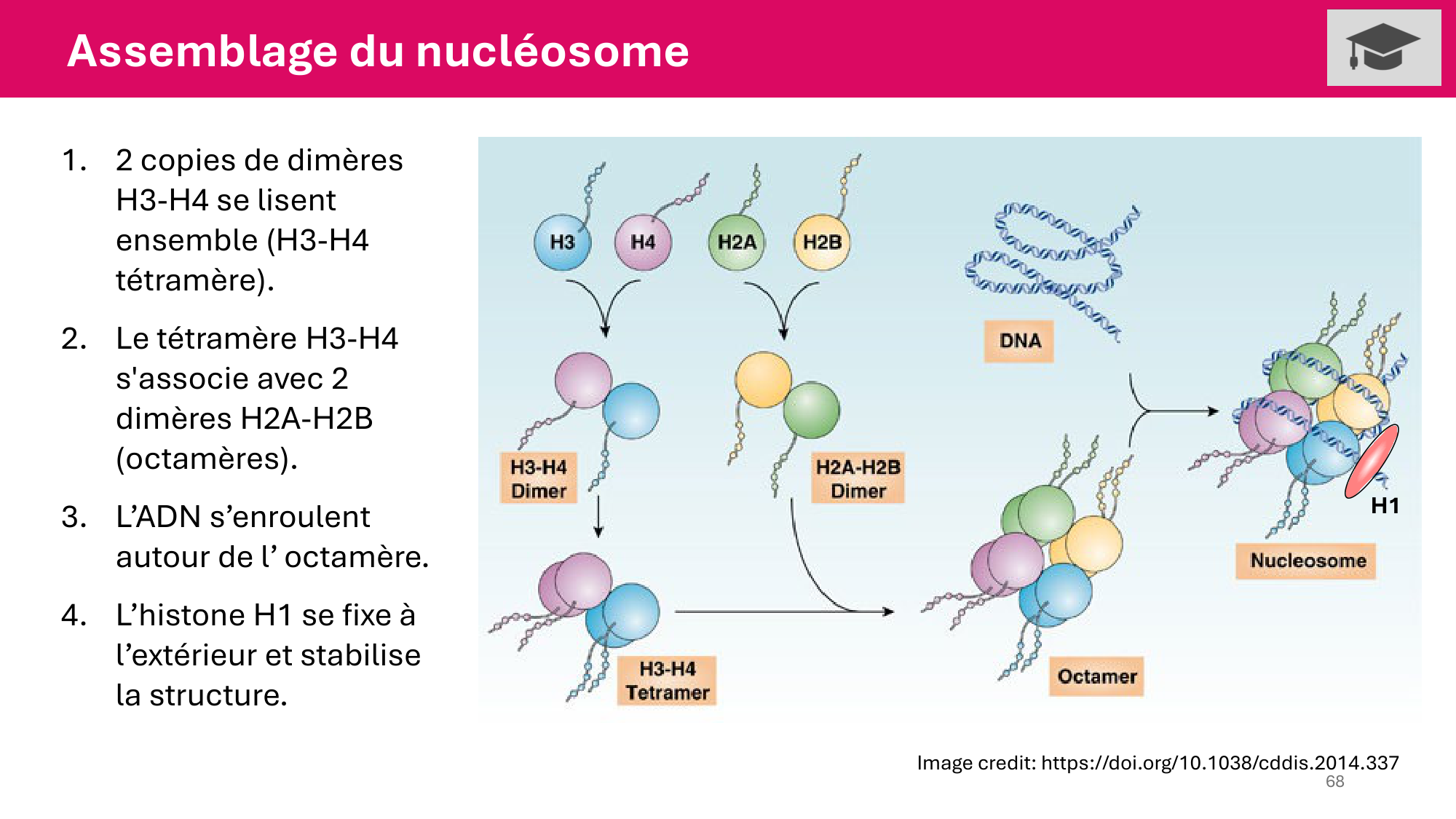 Cours 4 — Génome et chromatine page 68