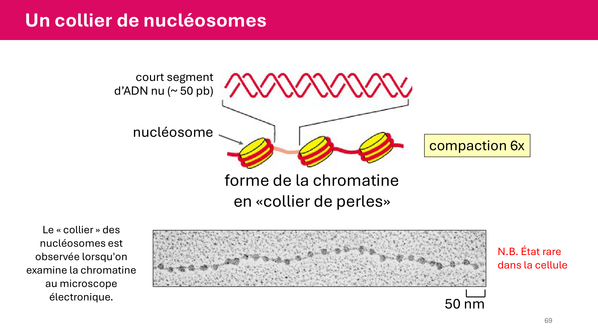 Cours 4 — Génome et chromatine page 69