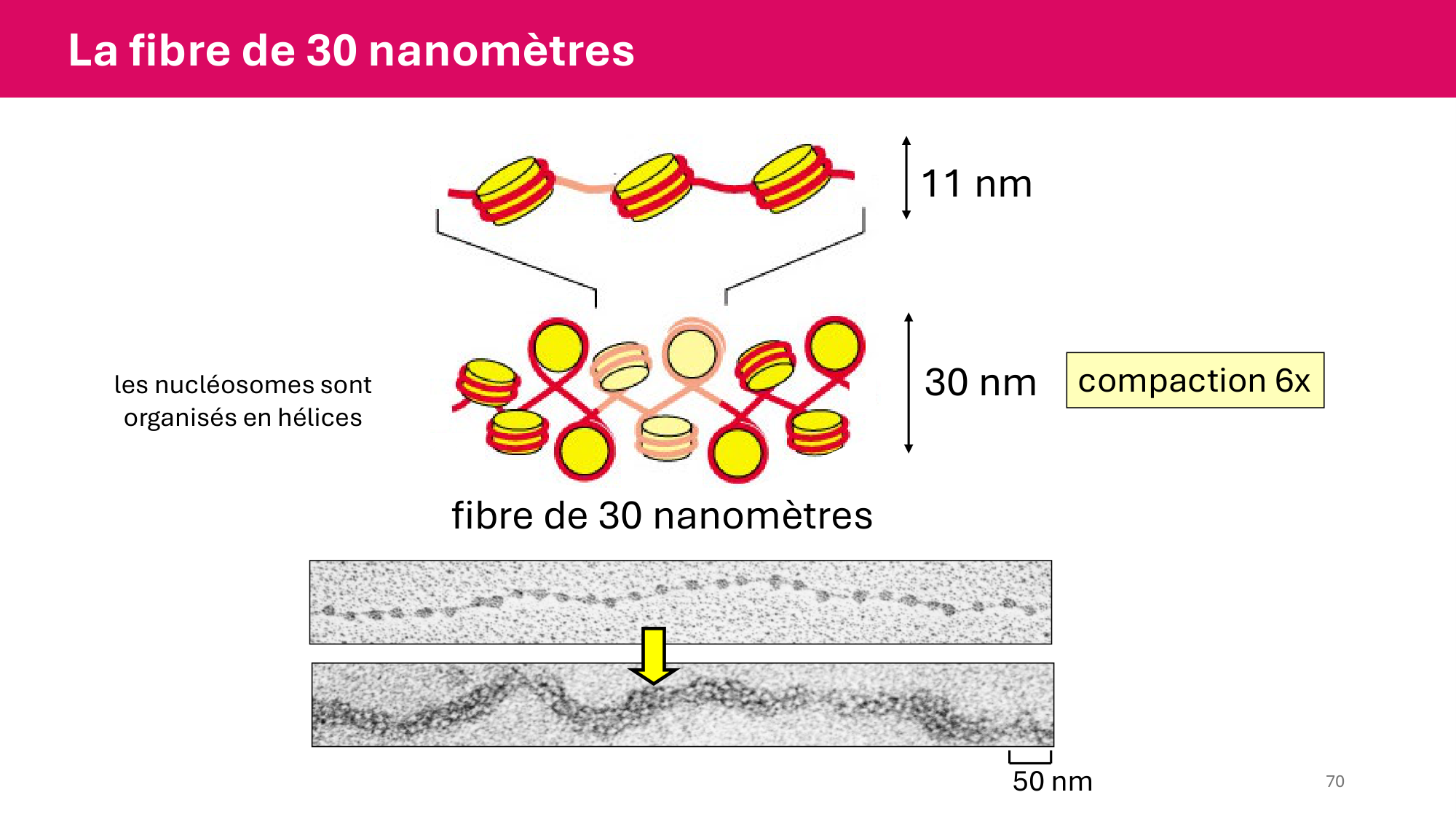 Cours 4 — Génome et chromatine page 70