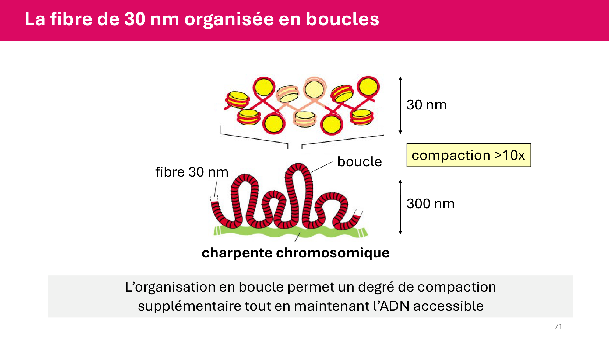 Cours 4 — Génome et chromatine page 71