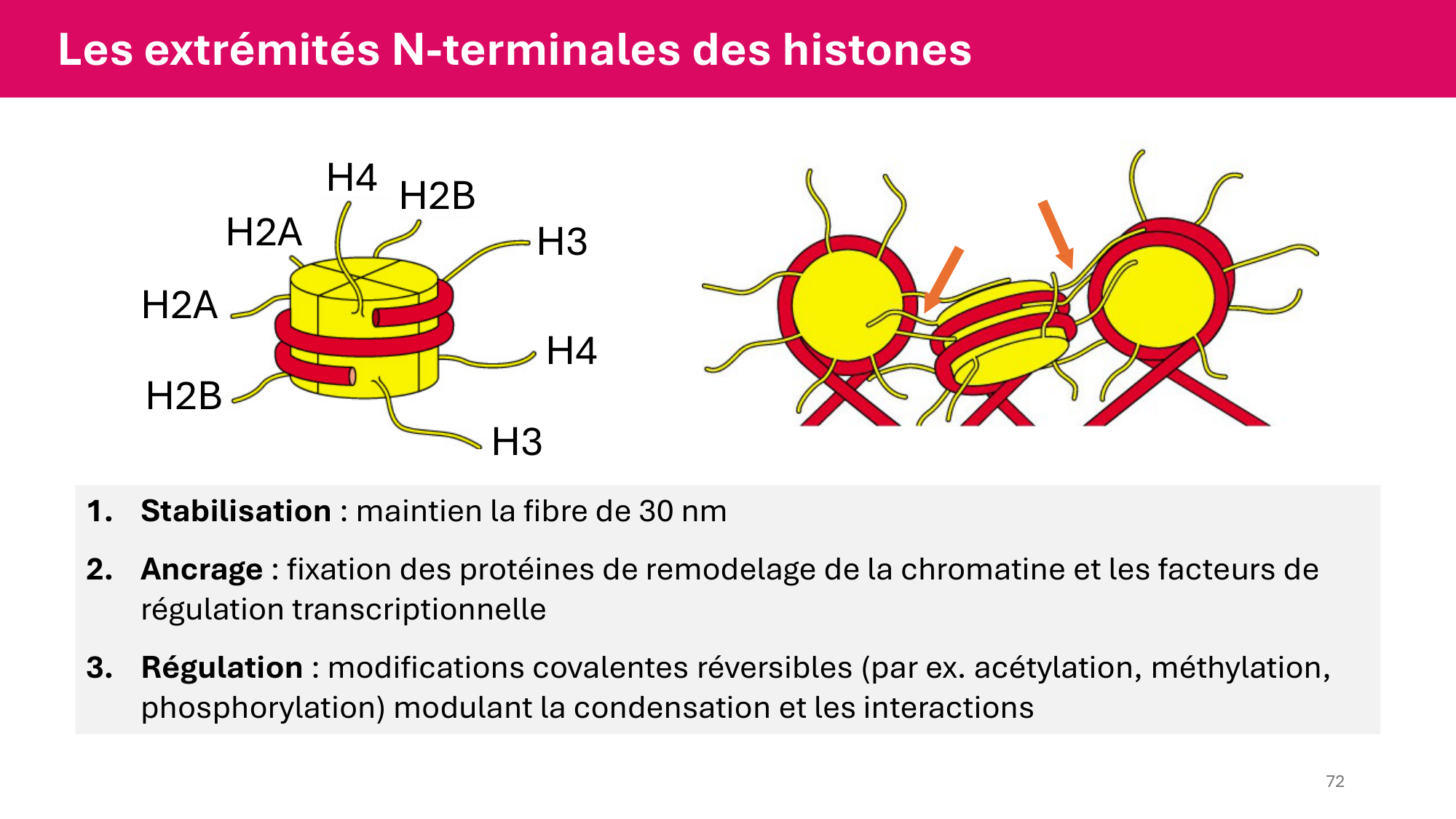 Cours 4 — Génome et chromatine page 72