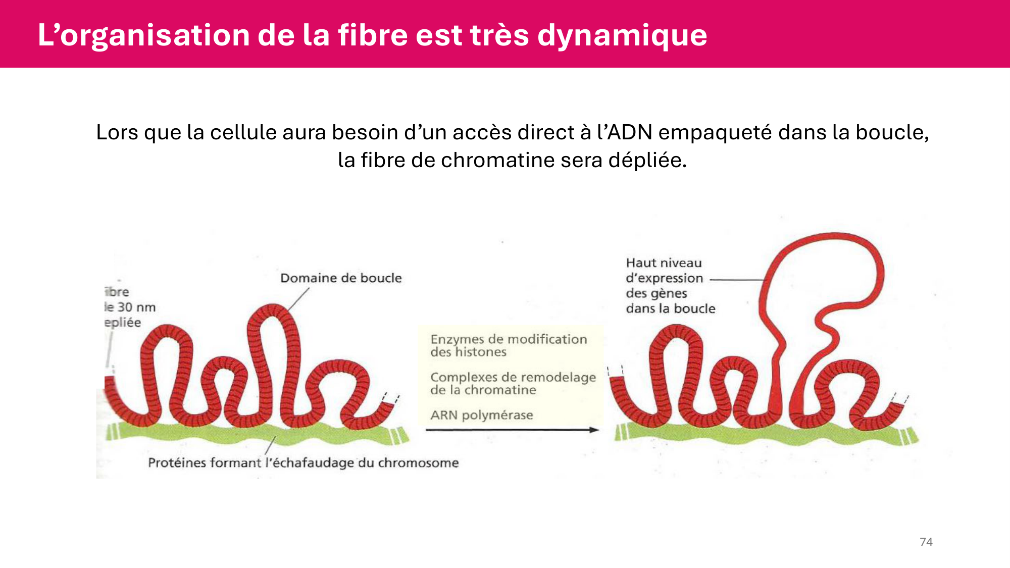 Cours 4 — Génome et chromatine page 74