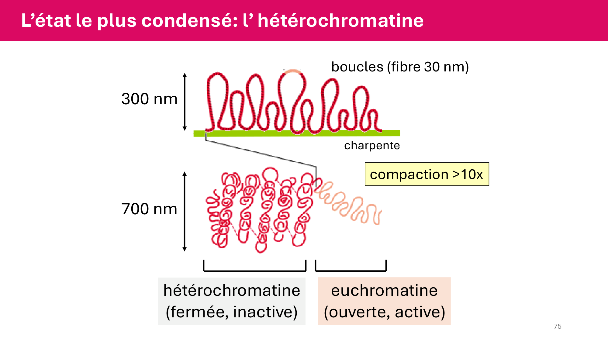 Cours 4 — Génome et chromatine page 75