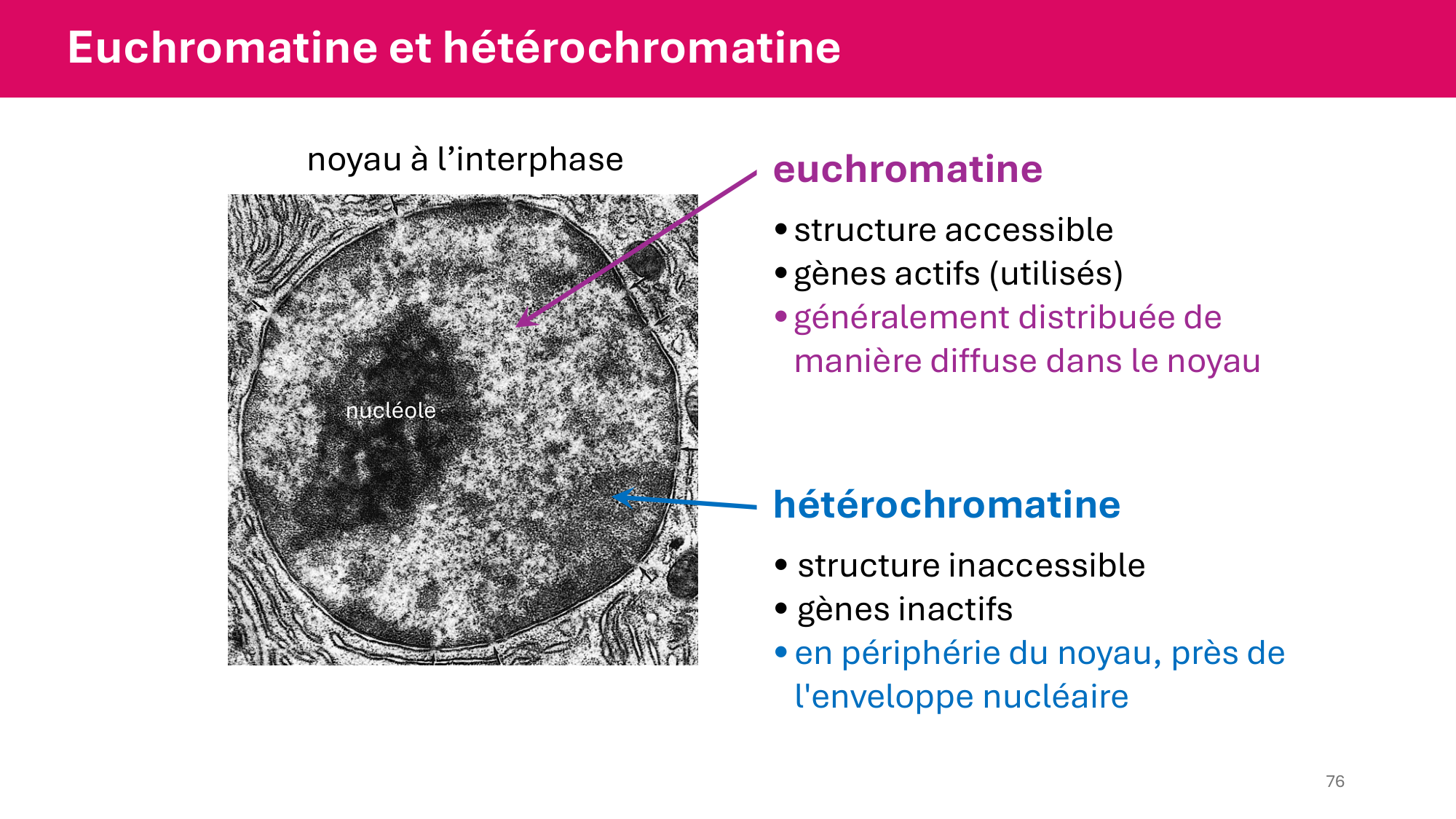 Cours 4 — Génome et chromatine page 76