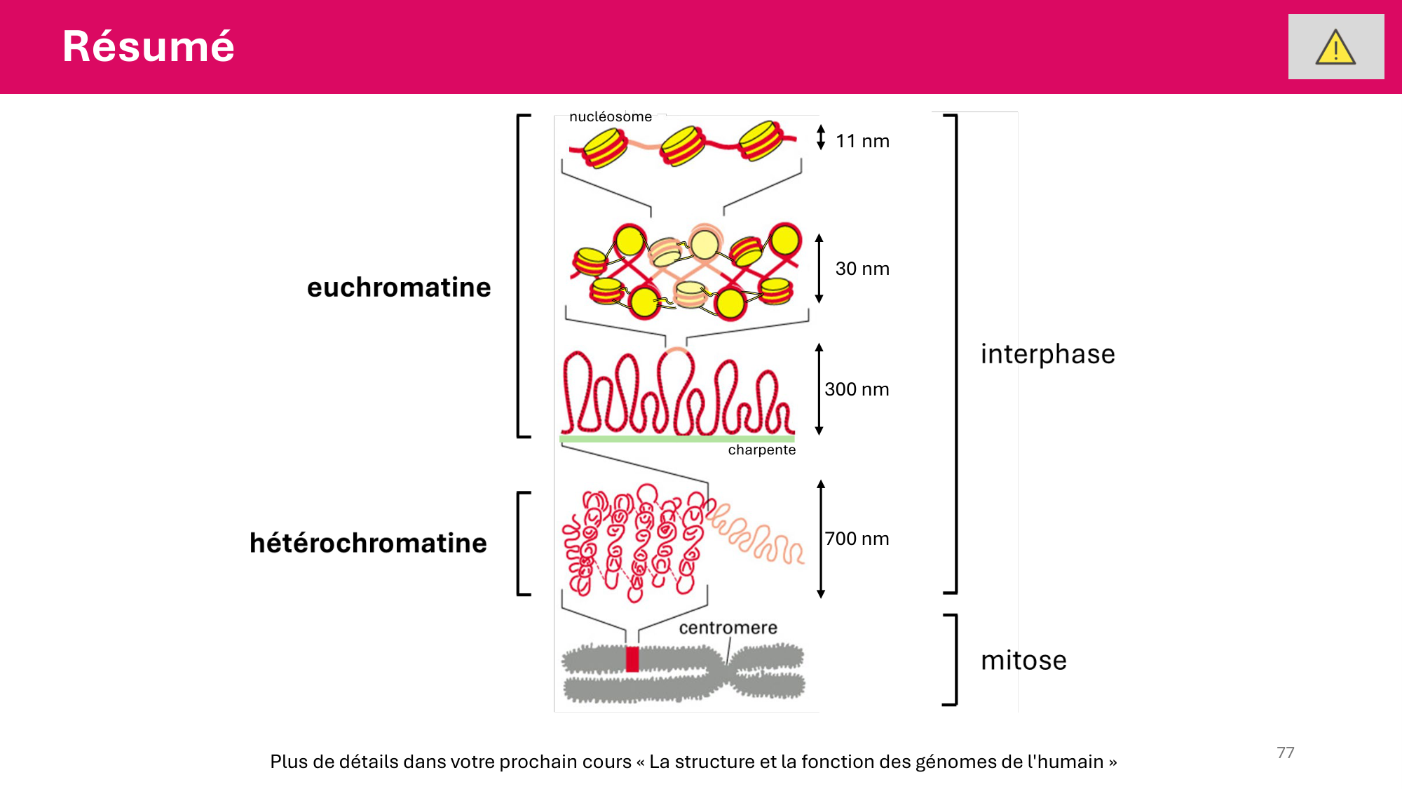 Cours 4 — Génome et chromatine page 77