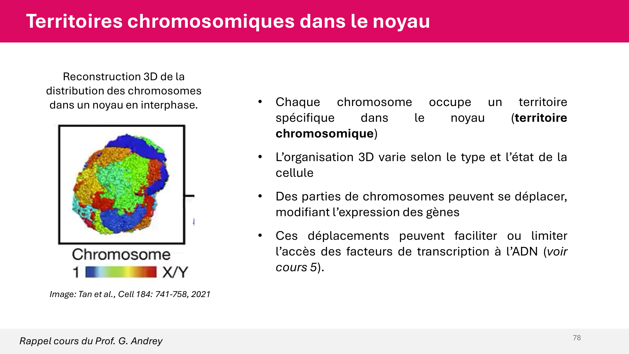 Cours 4 — Génome et chromatine page 78