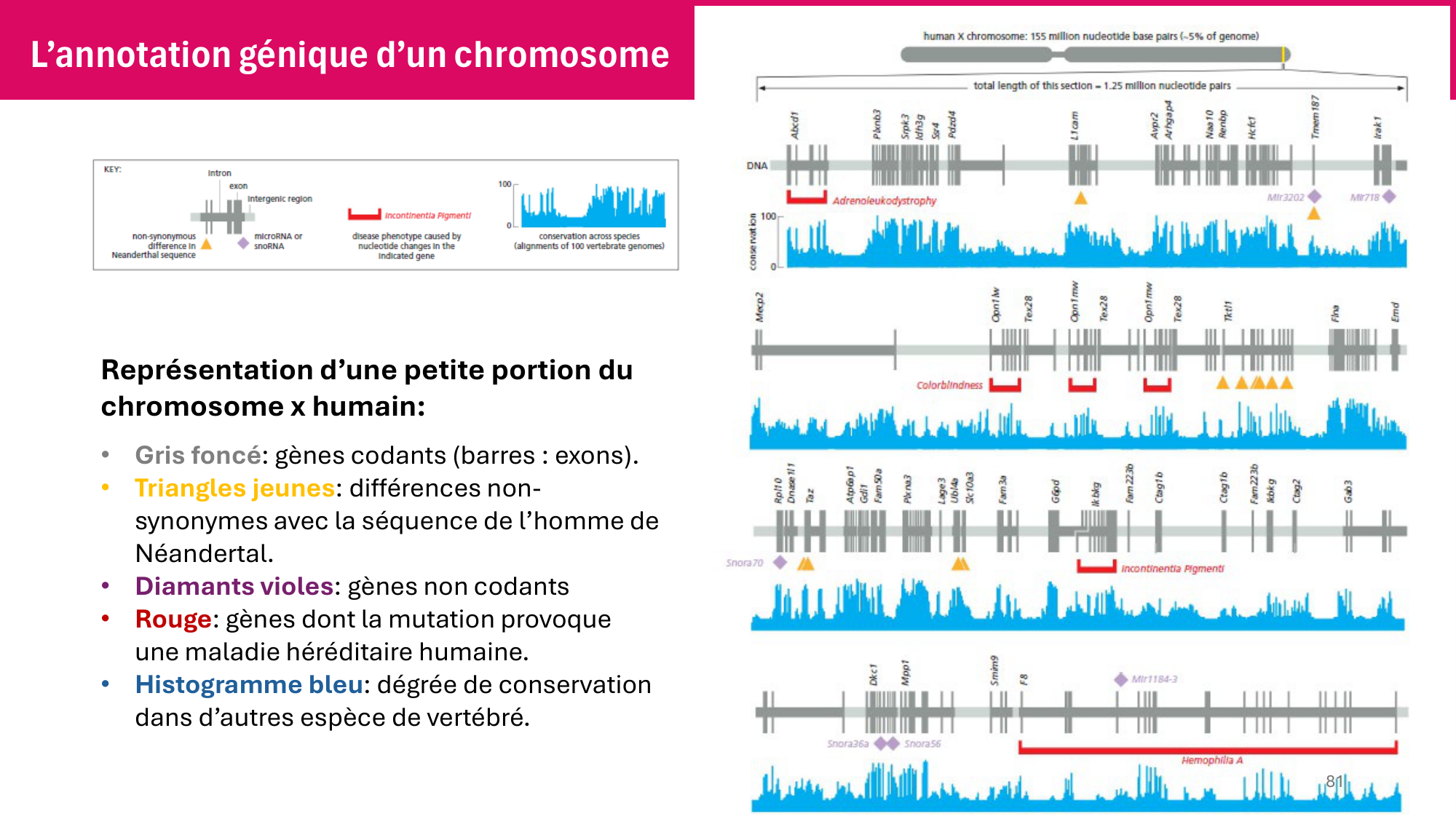 Cours 4 — Génome et chromatine page 81