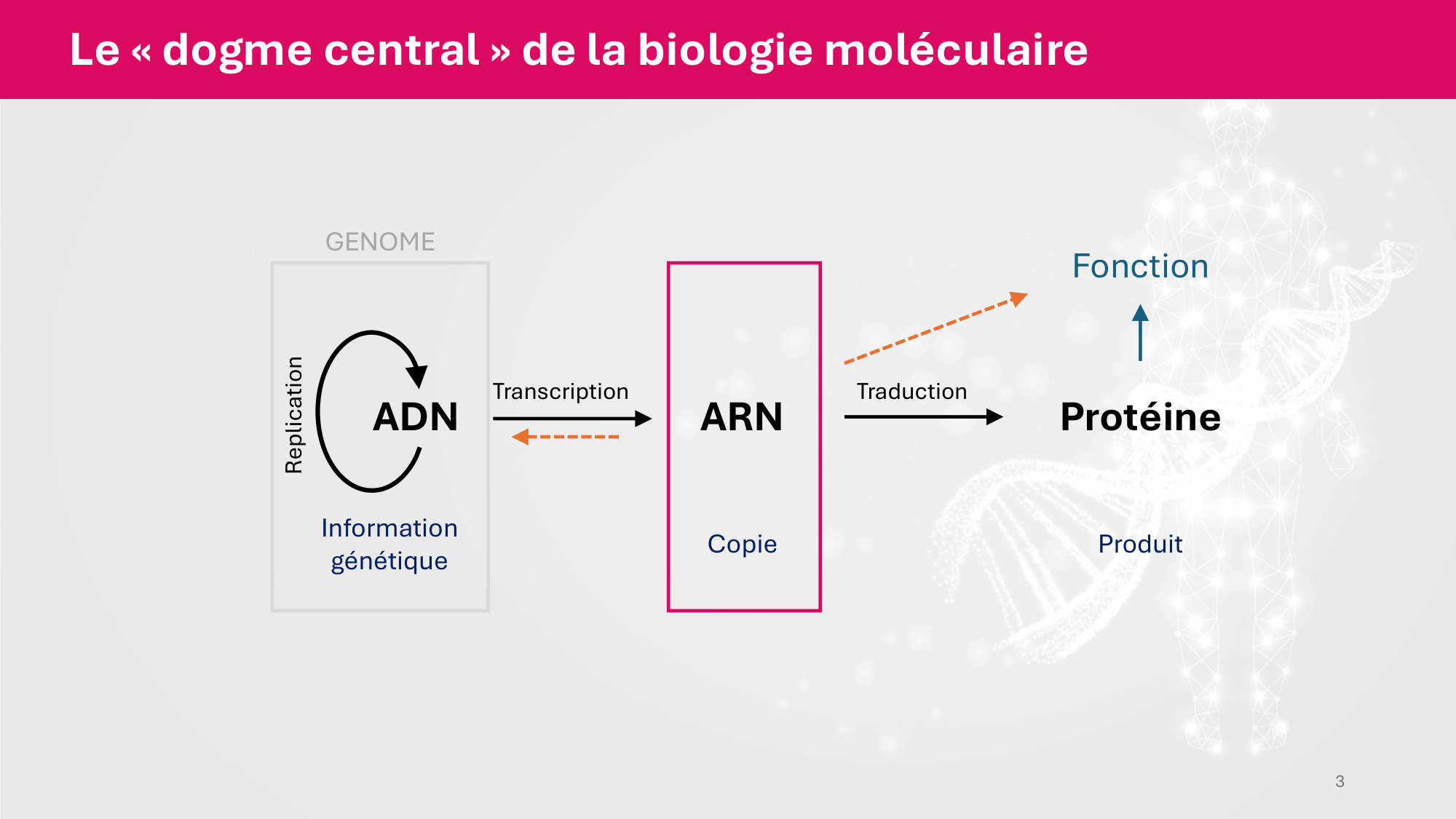 Cours 5 — ARN et transcription page 3