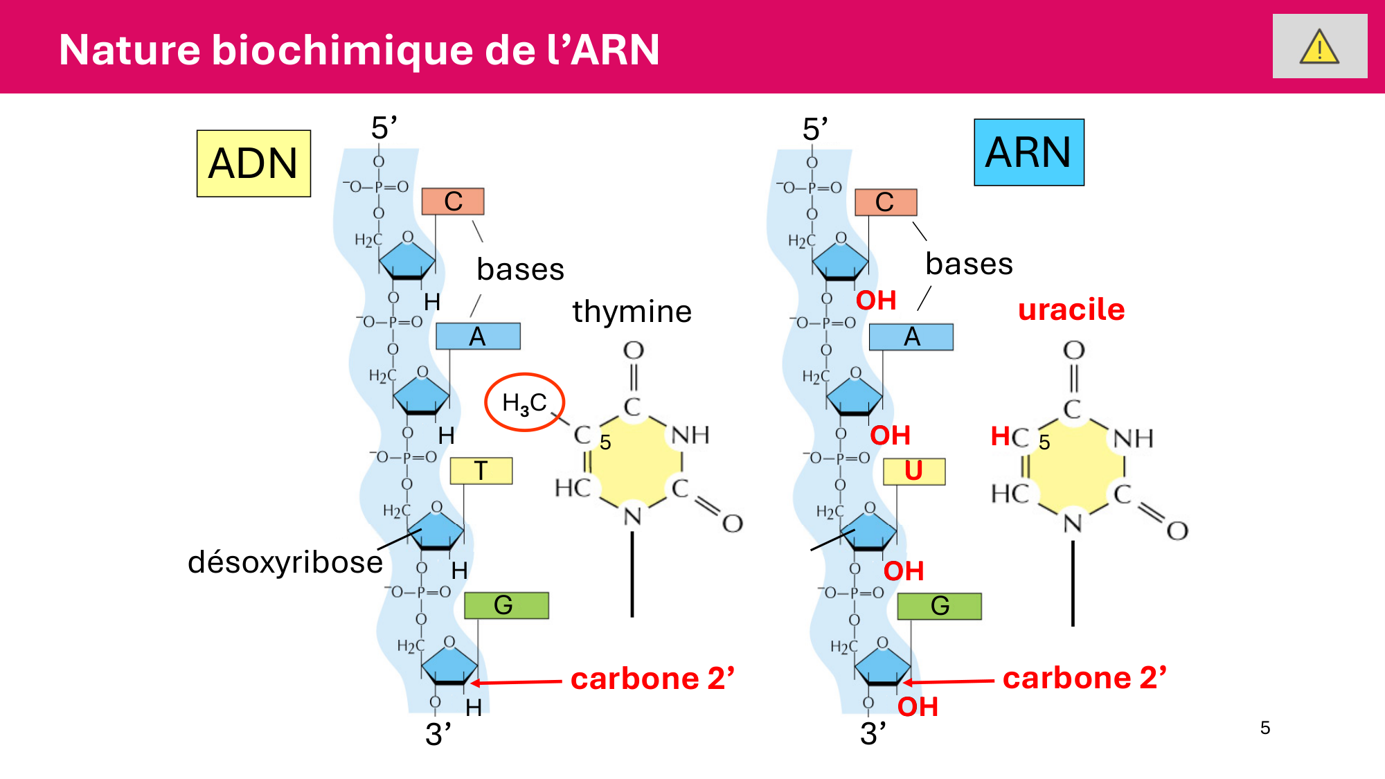 Cours 5 — ARN et transcription page 5