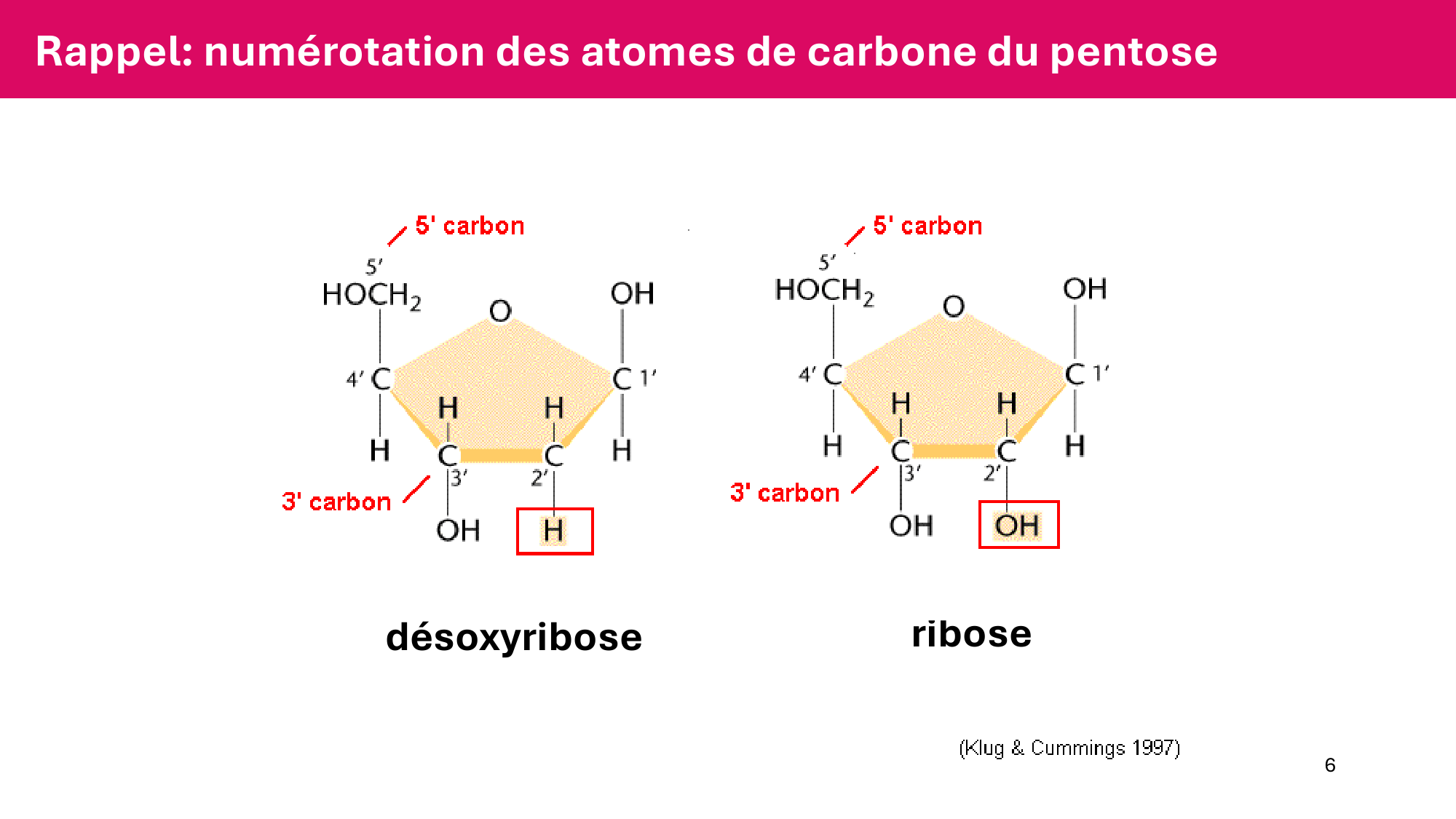 Cours 5 — ARN et transcription page 6