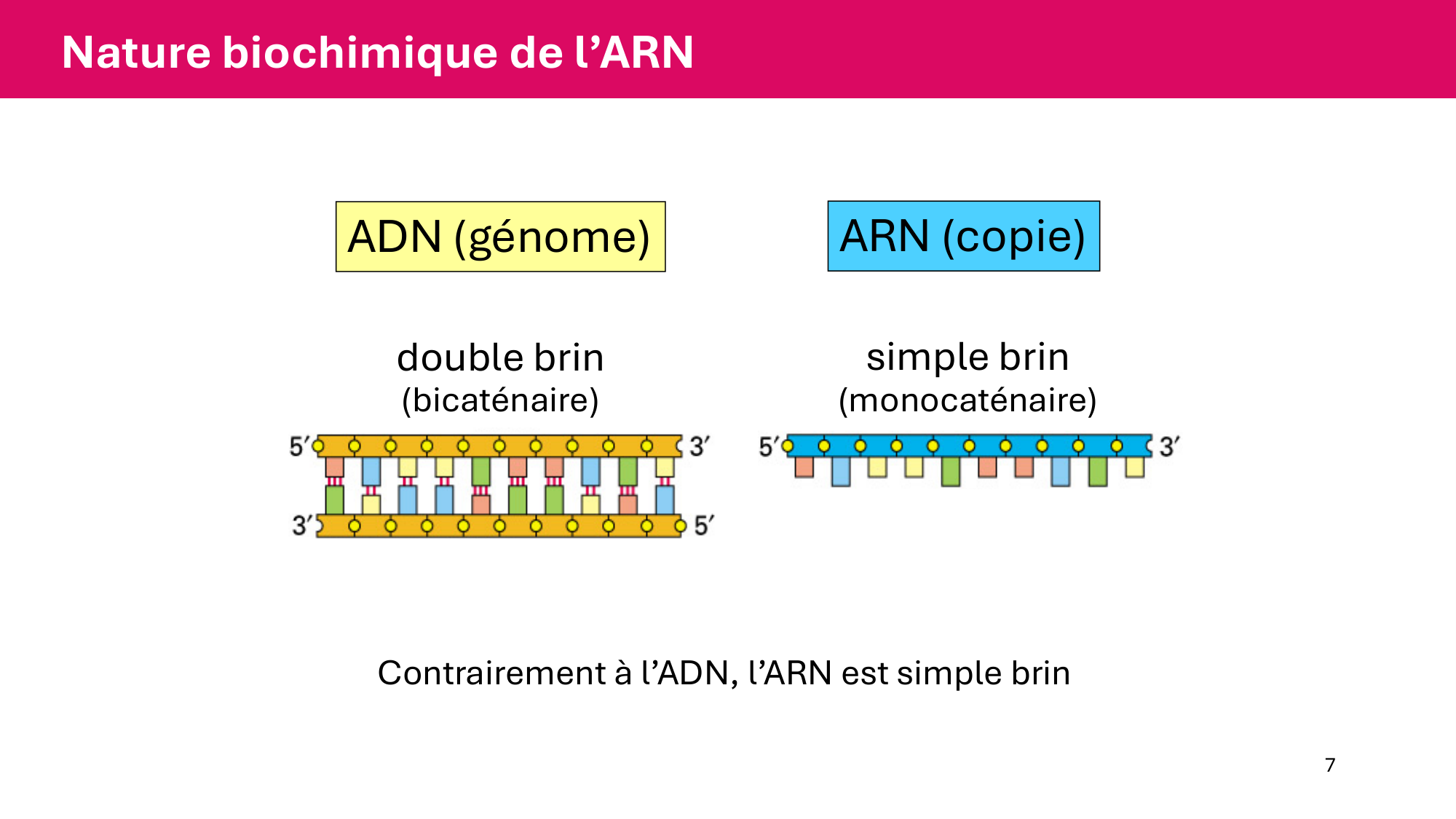 Cours 5 — ARN et transcription page 7