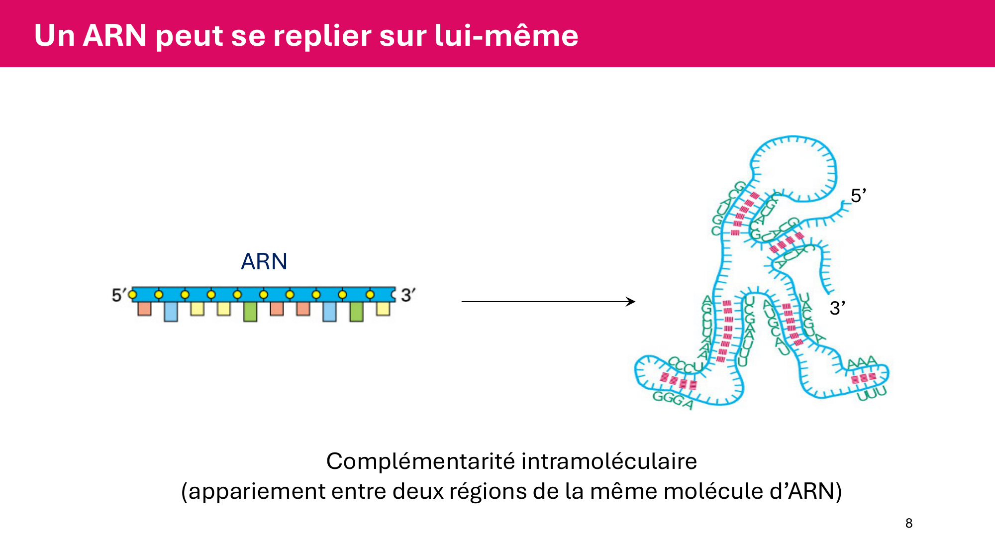 Cours 5 — ARN et transcription page 8