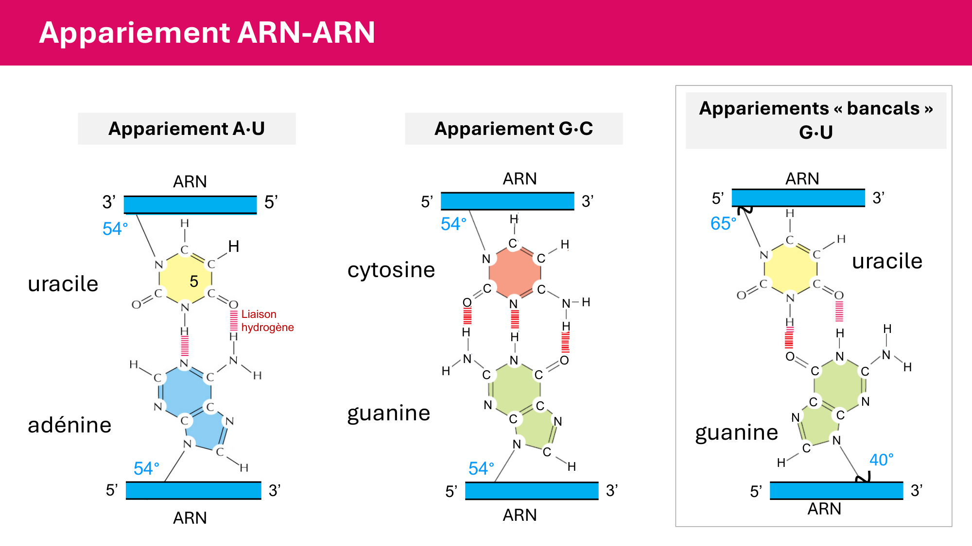 Cours 5 — ARN et transcription page 9