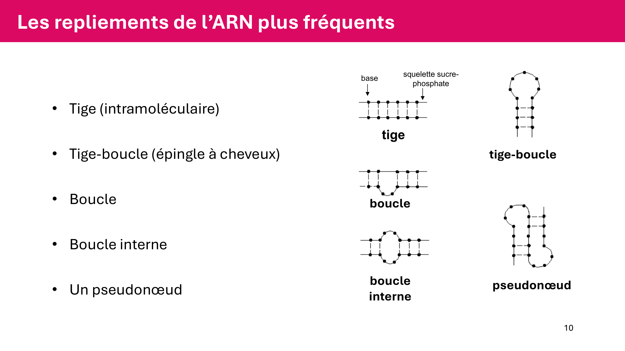 Cours 5 — ARN et transcription page 10