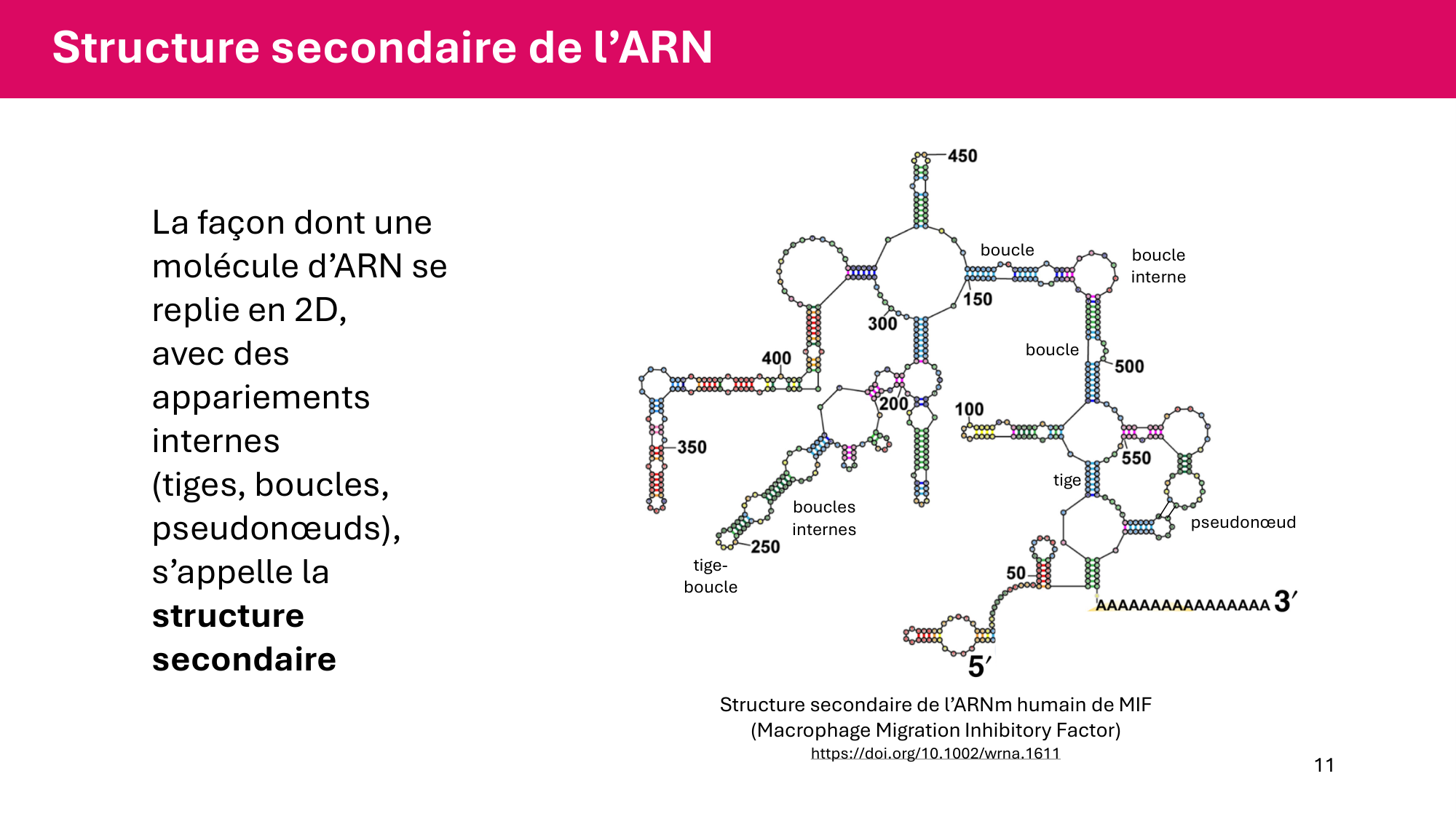 Cours 5 — ARN et transcription page 11