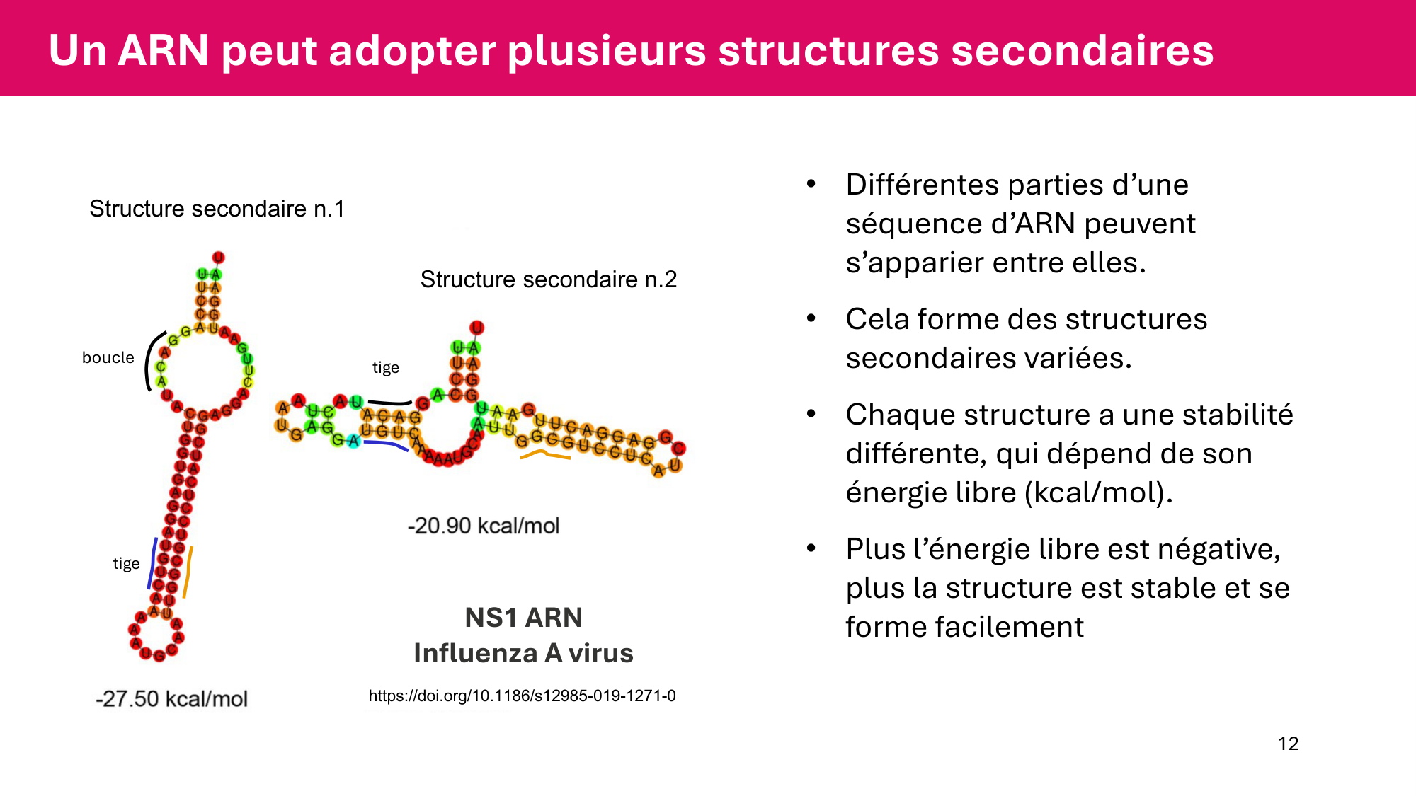 Cours 5 — ARN et transcription page 12