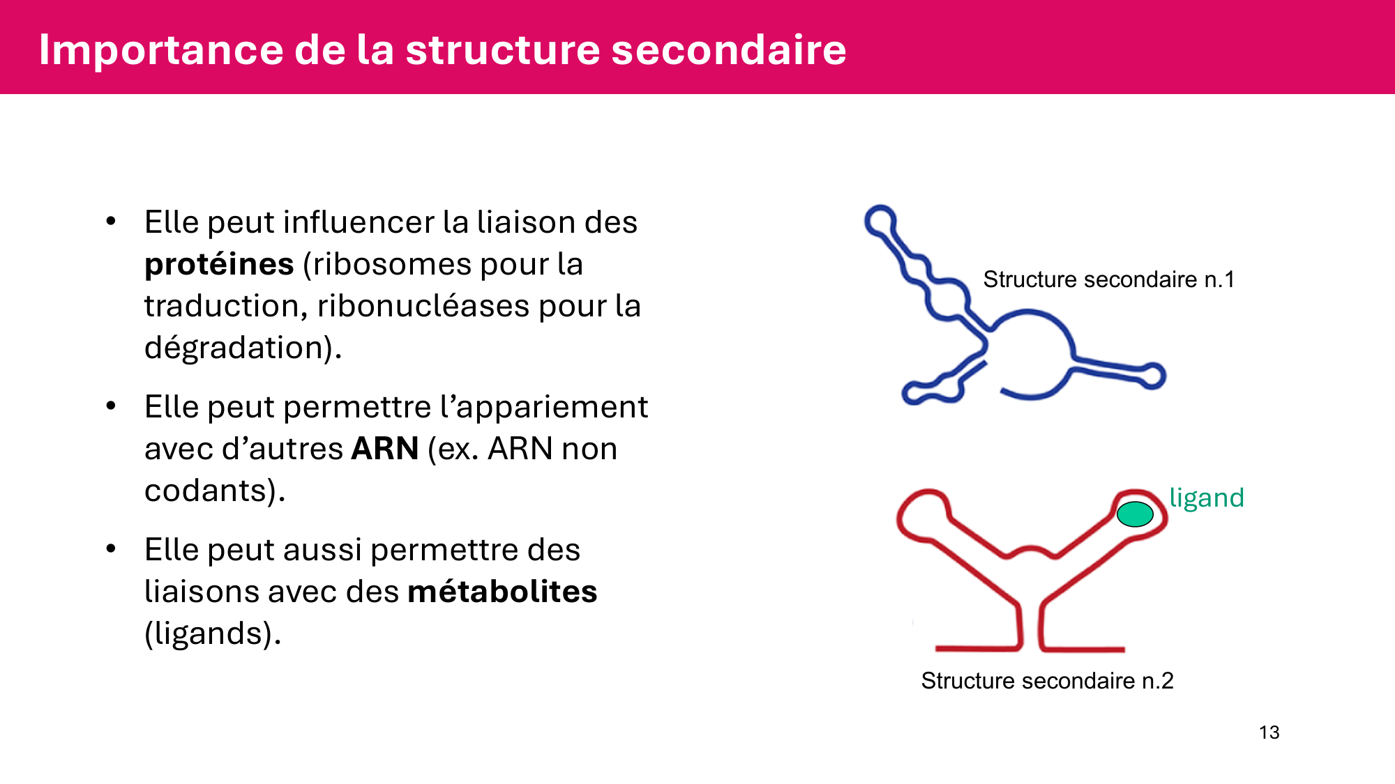 Cours 5 — ARN et transcription page 13
