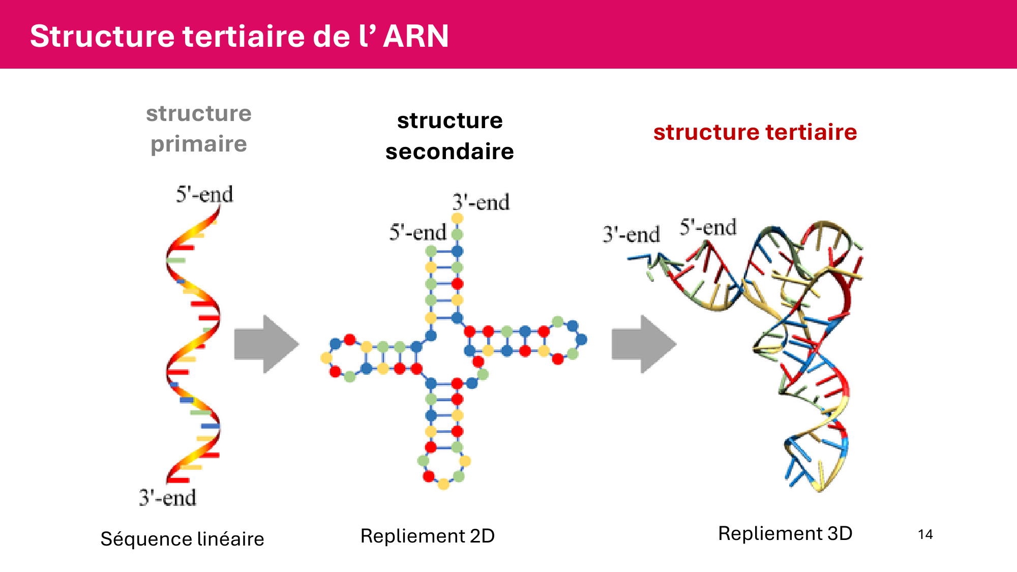 Cours 5 — ARN et transcription page 14