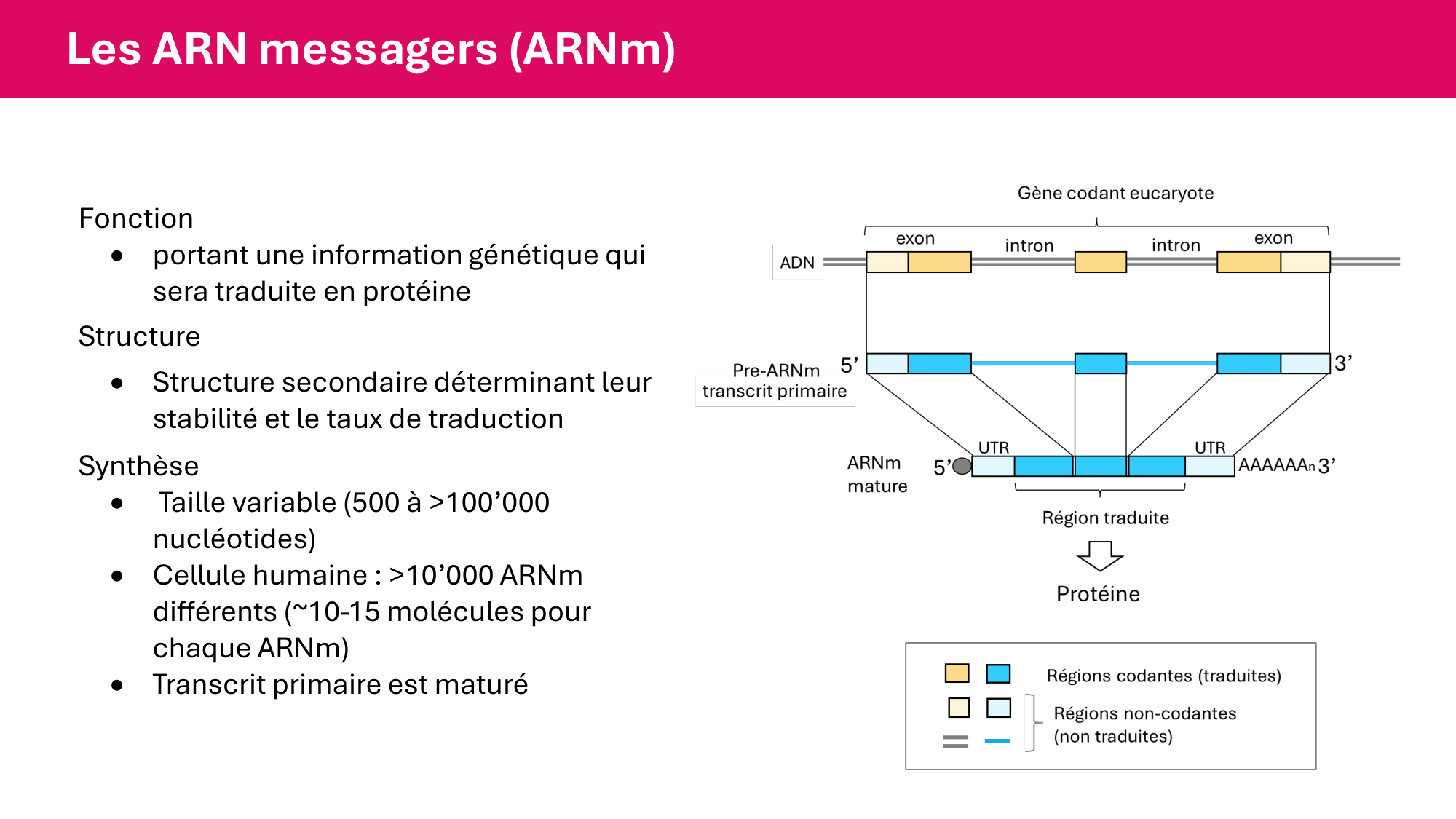 Cours 5 — ARN et transcription page 17