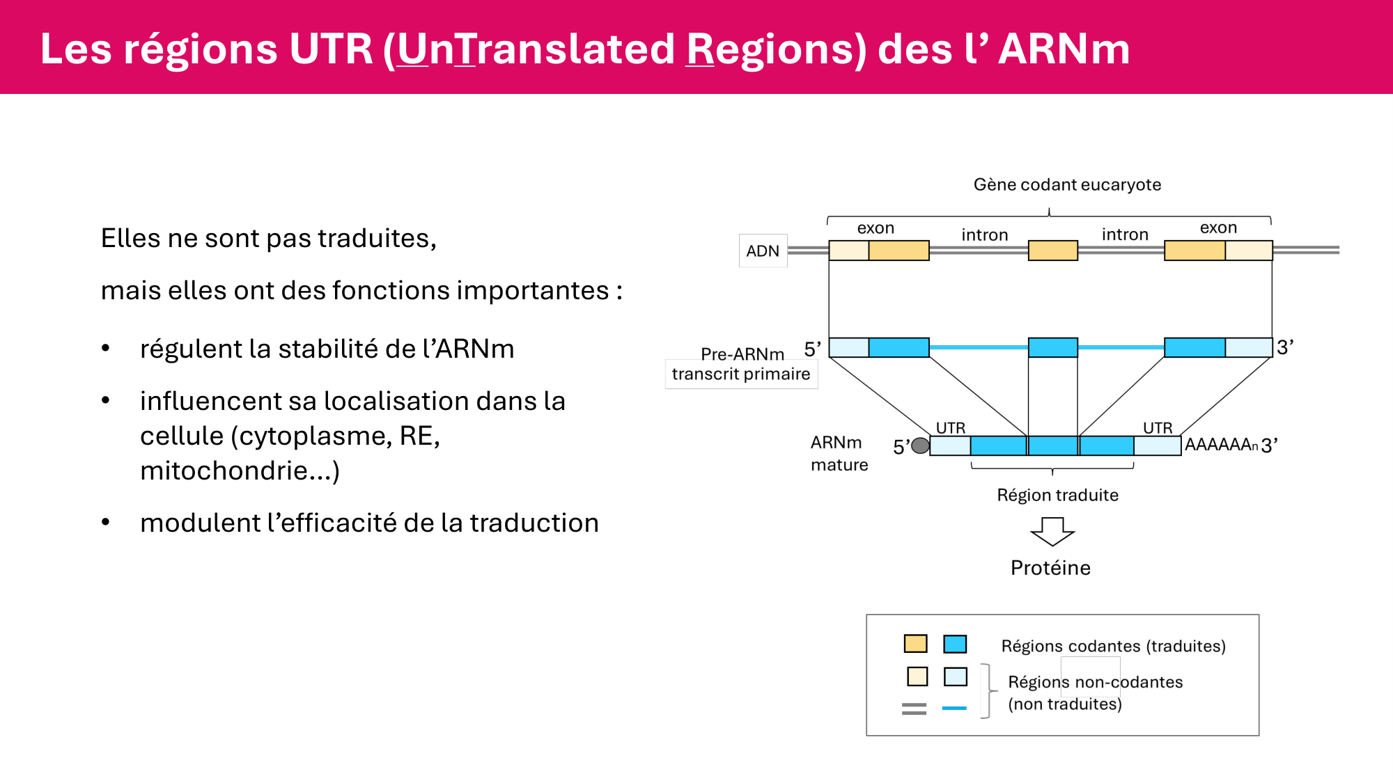 Cours 5 — ARN et transcription page 18