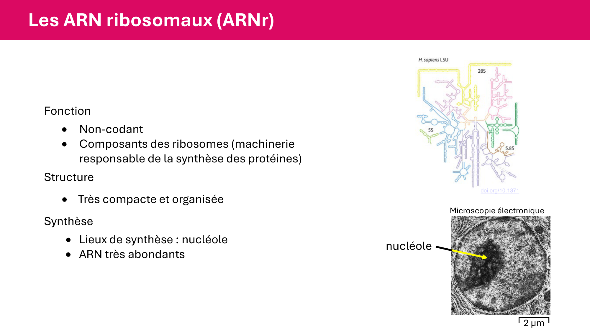 Cours 5 — ARN et transcription page 19