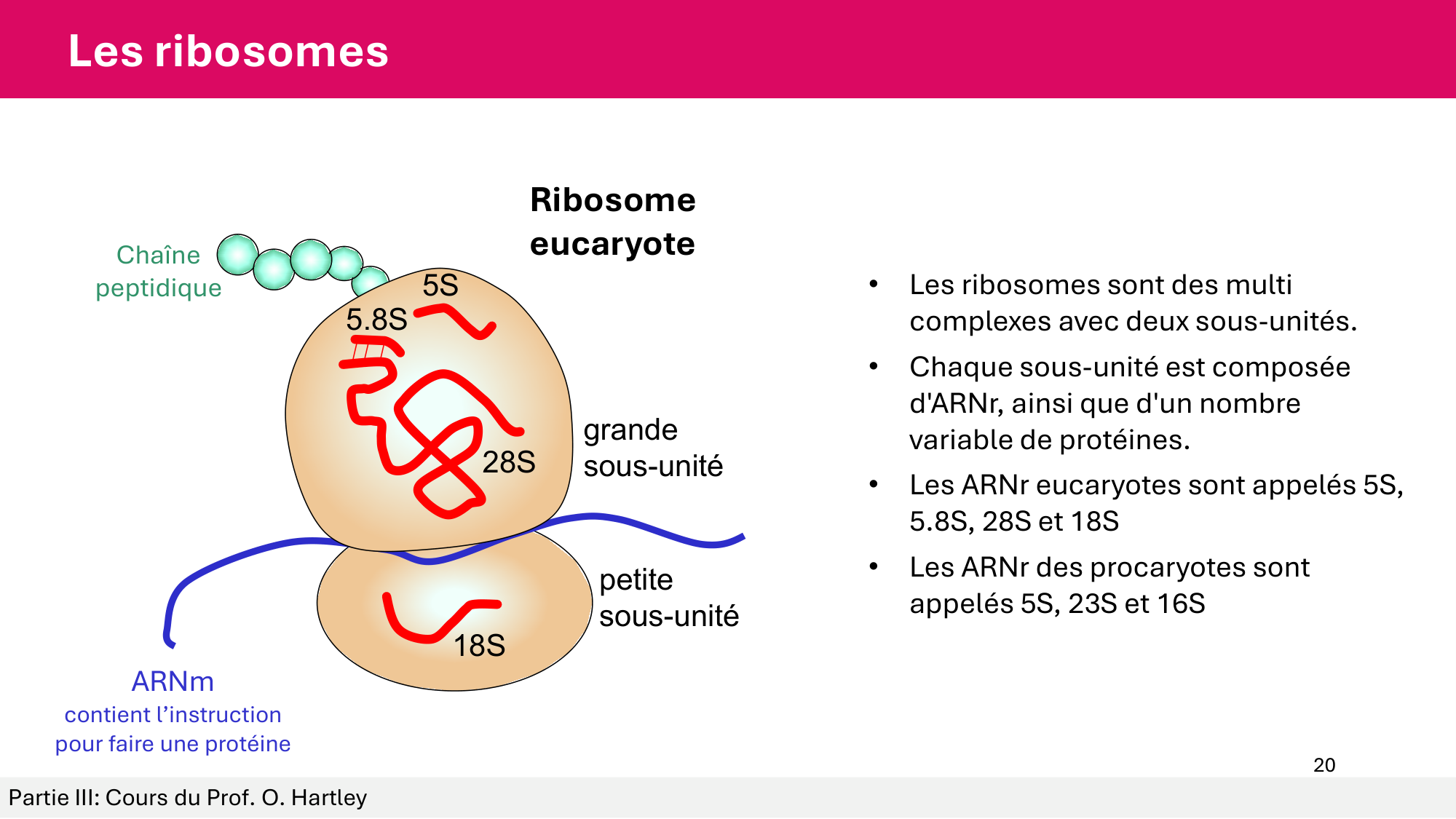 Cours 5 — ARN et transcription page 20