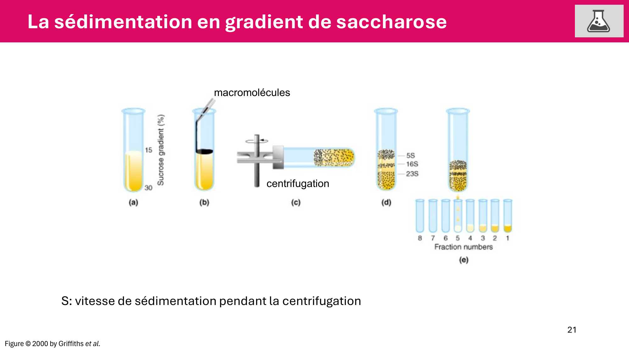 Cours 5 — ARN et transcription page 21