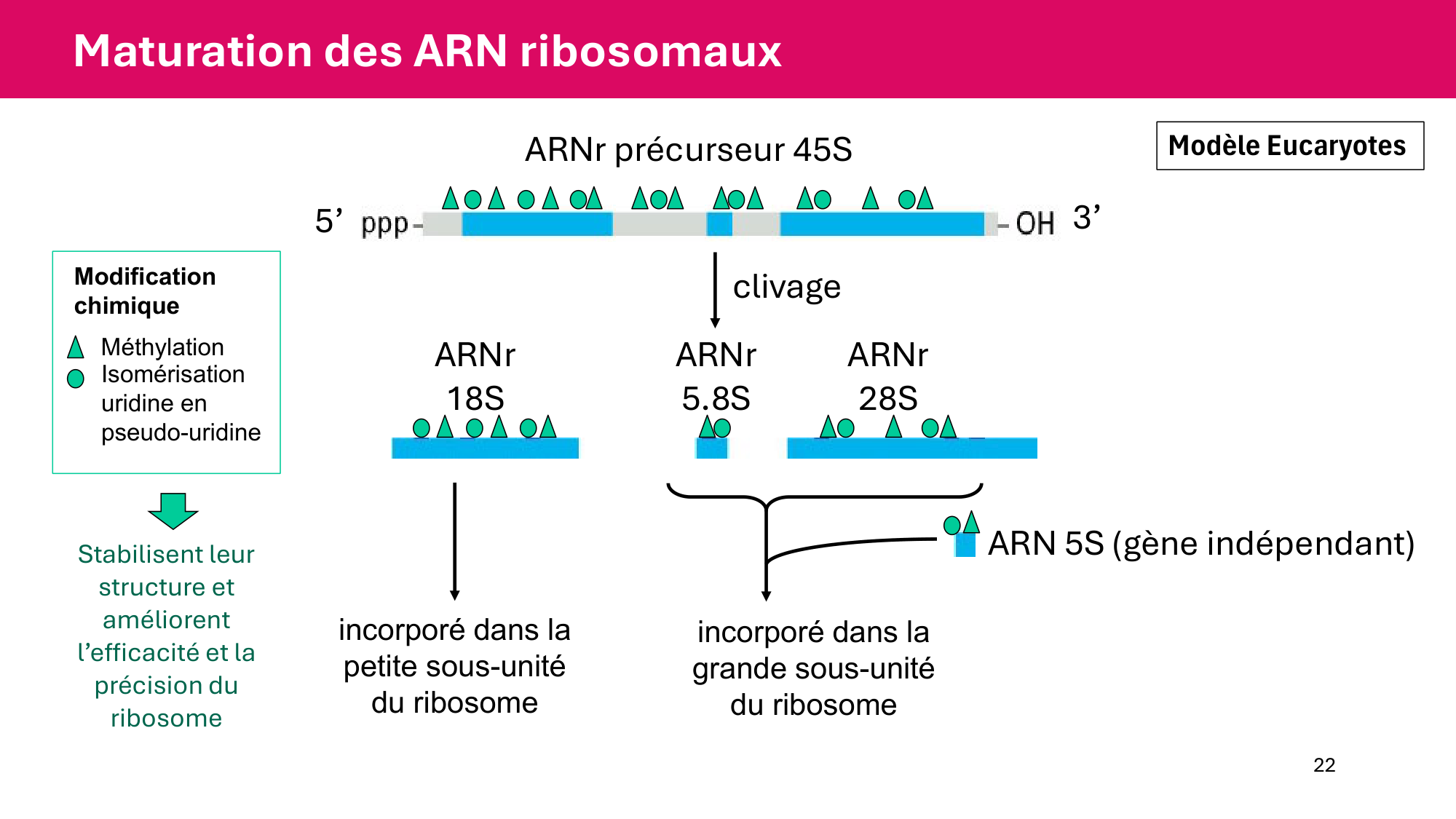 Cours 5 — ARN et transcription page 22