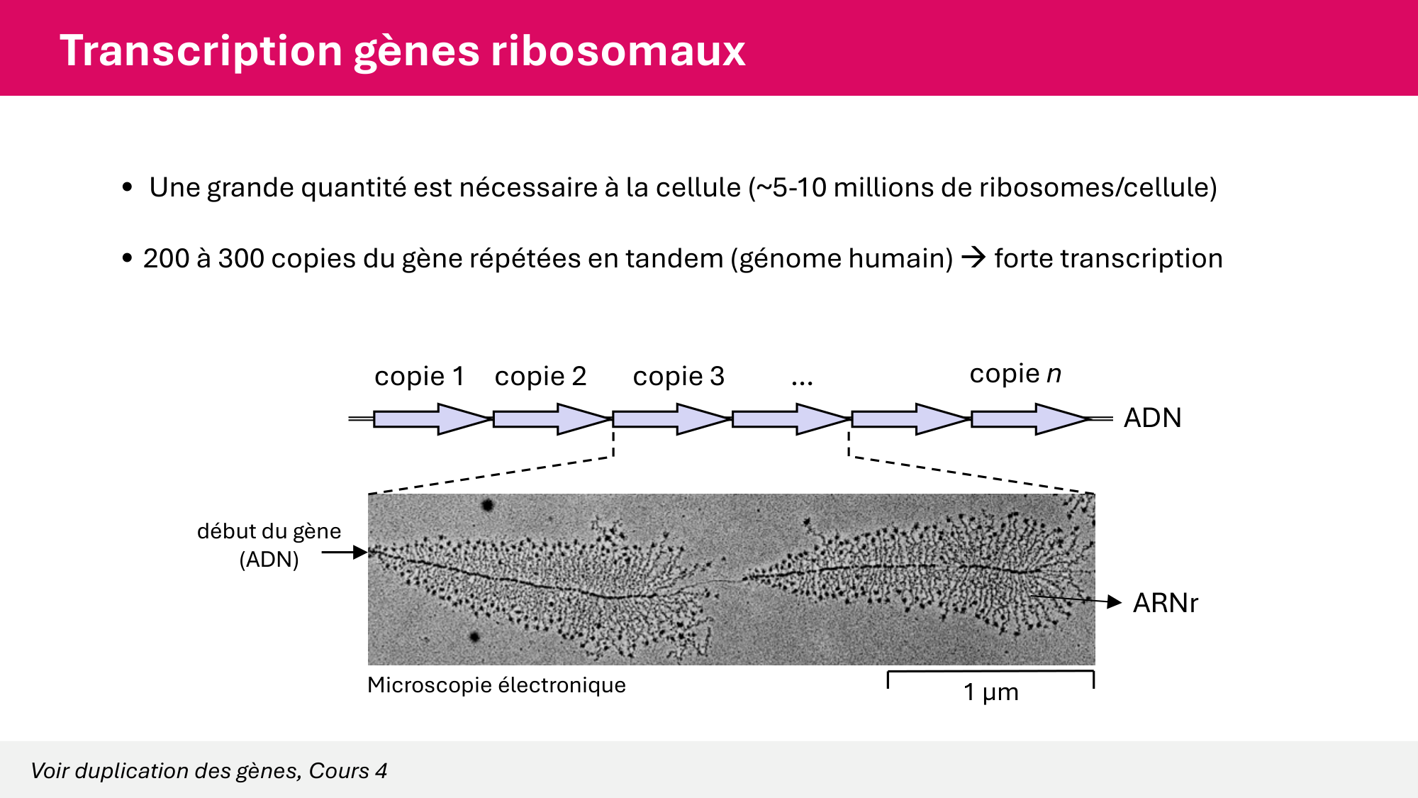 Cours 5 — ARN et transcription page 23