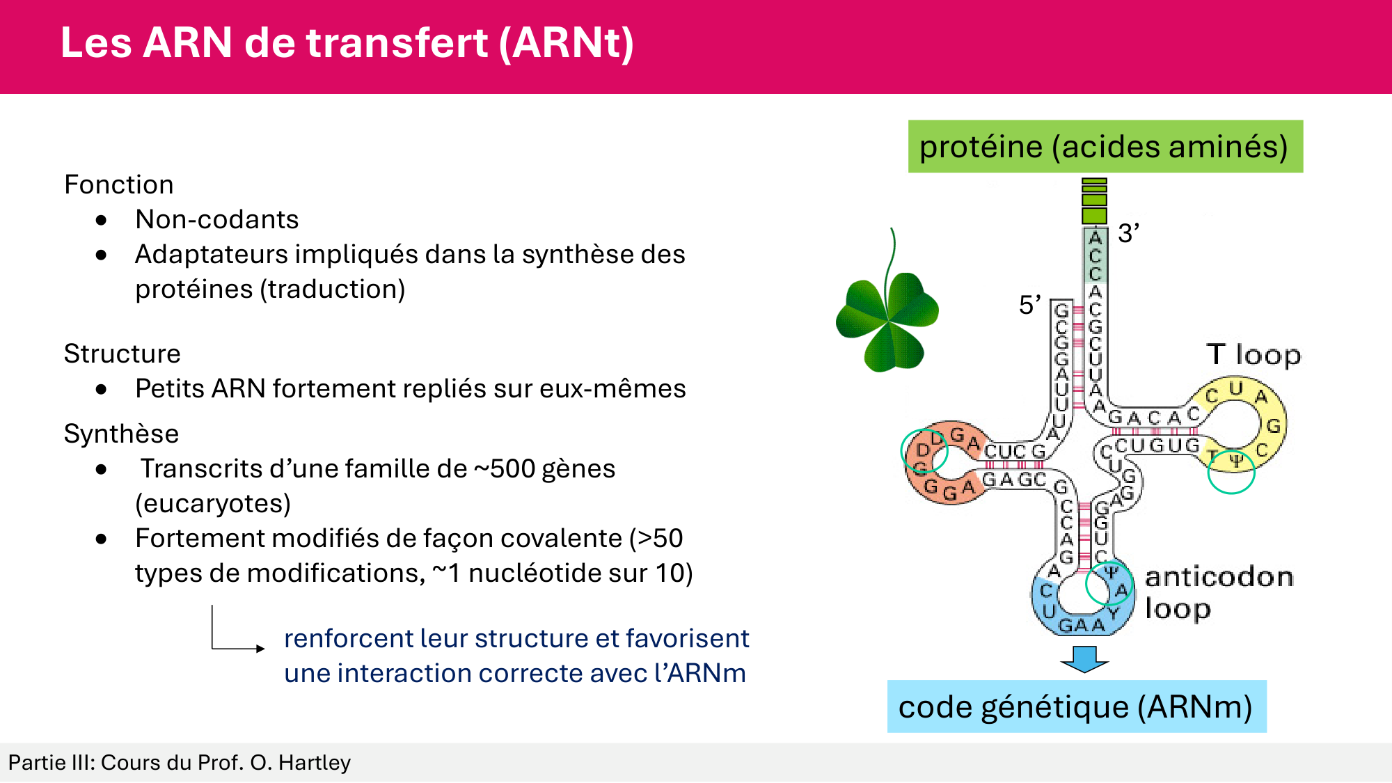 Cours 5 — ARN et transcription page 24