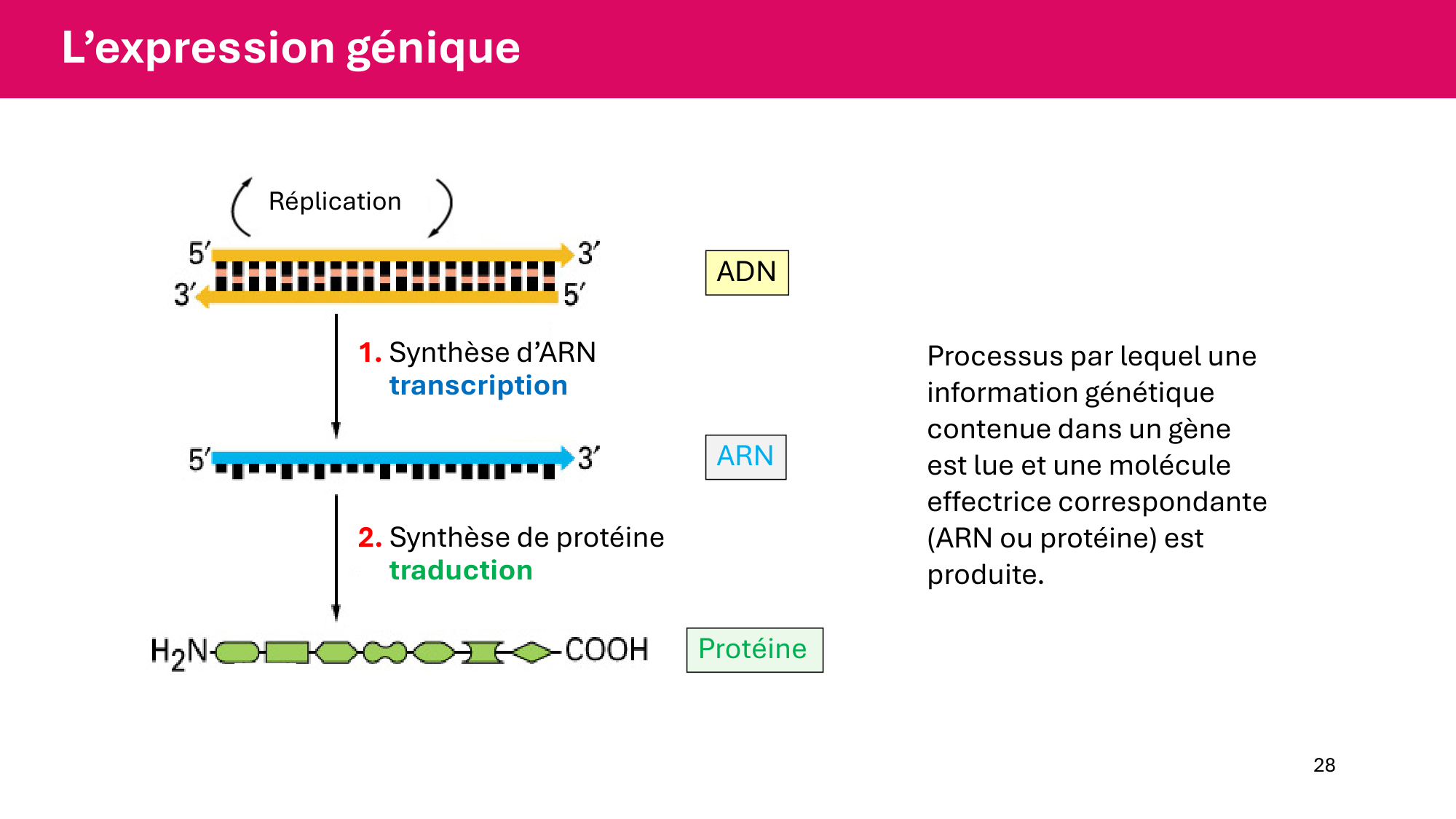 Cours 5 — ARN et transcription page 28