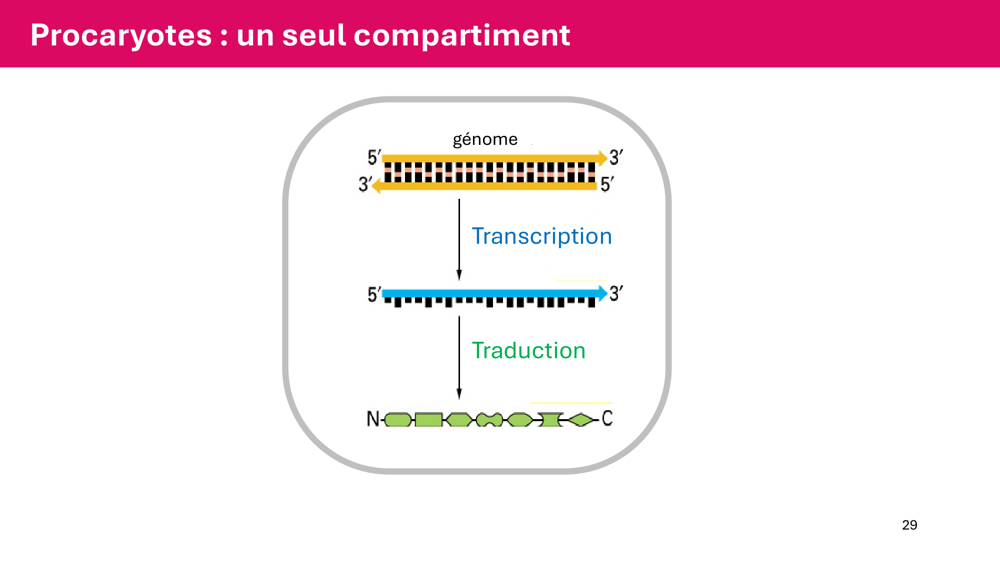 Cours 5 — ARN et transcription page 29