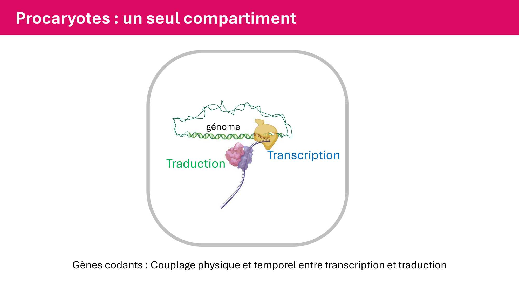 Cours 5 — ARN et transcription page 30